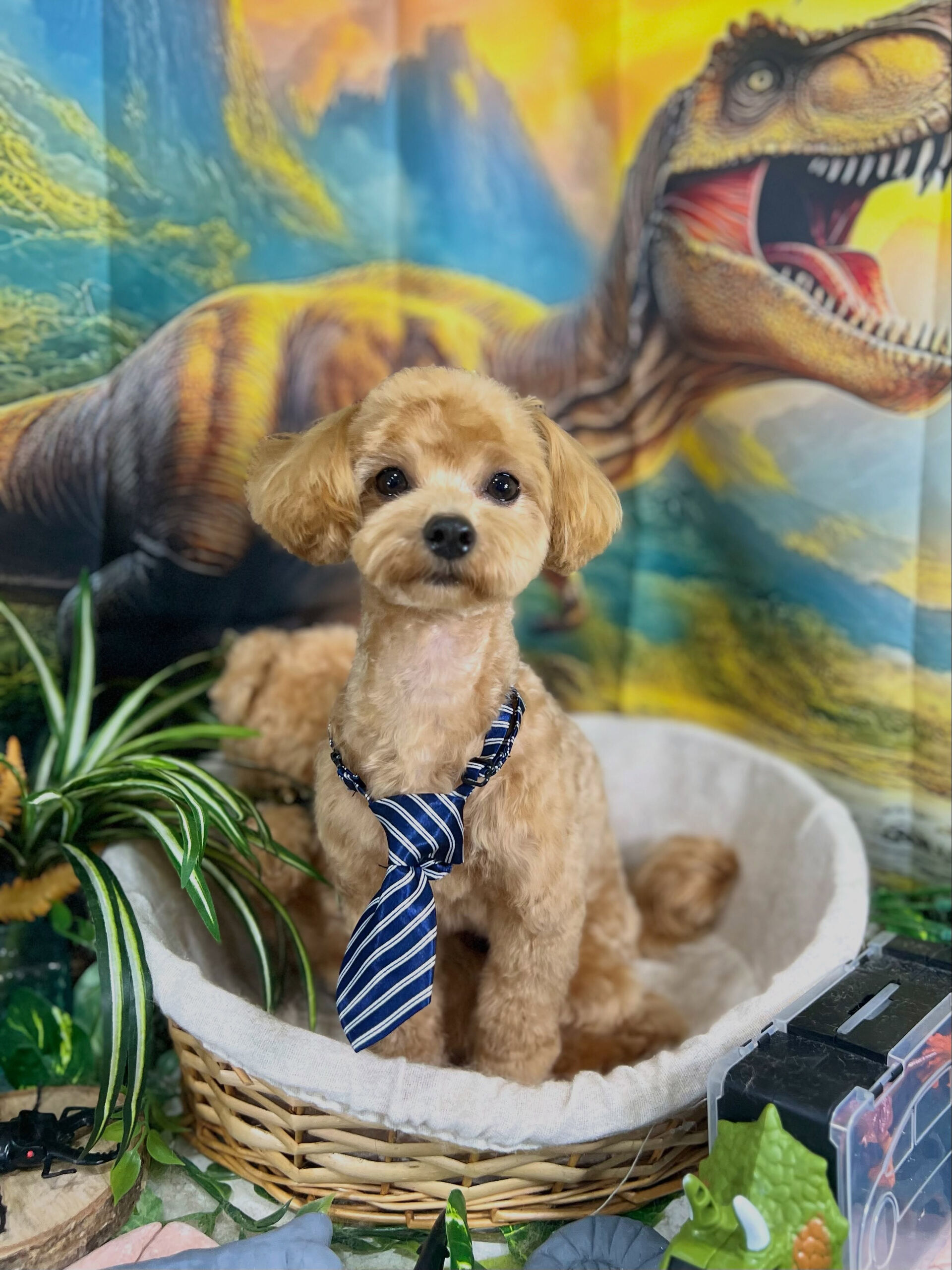 来店いただいた、マルプーのロアくんです🐶✨