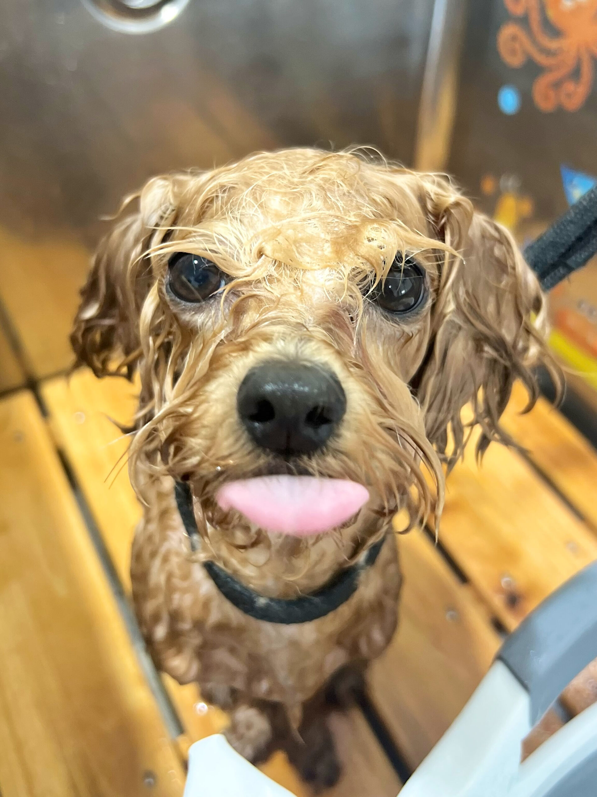 来店いただいた、マルプーのロアくんです🐶✨