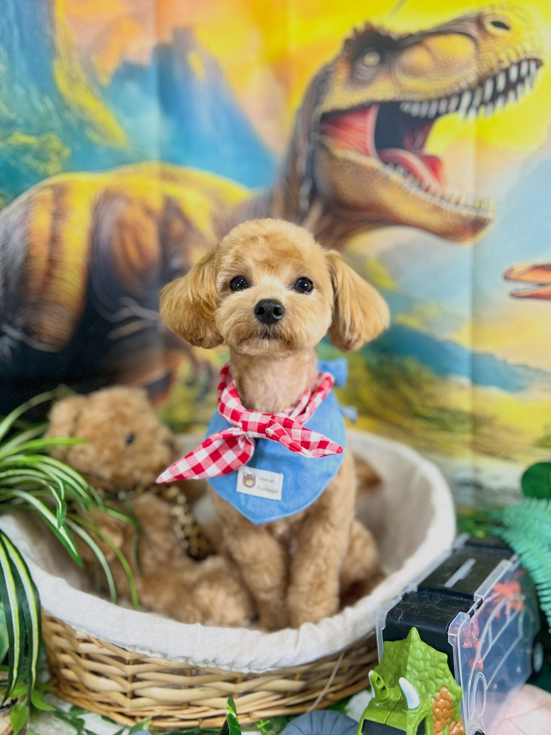 来店いただいた、マルプーのロアくんです🐶✨