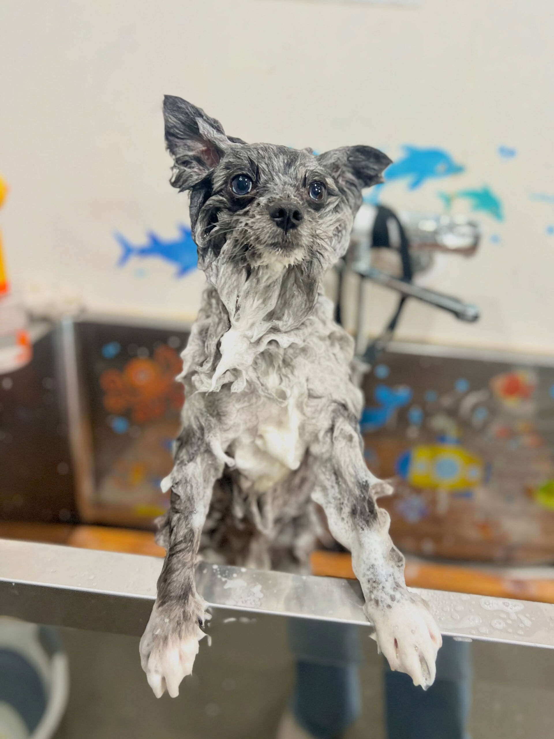 来店いただいた、ポメラニアンのタヌプくんです🐶✨