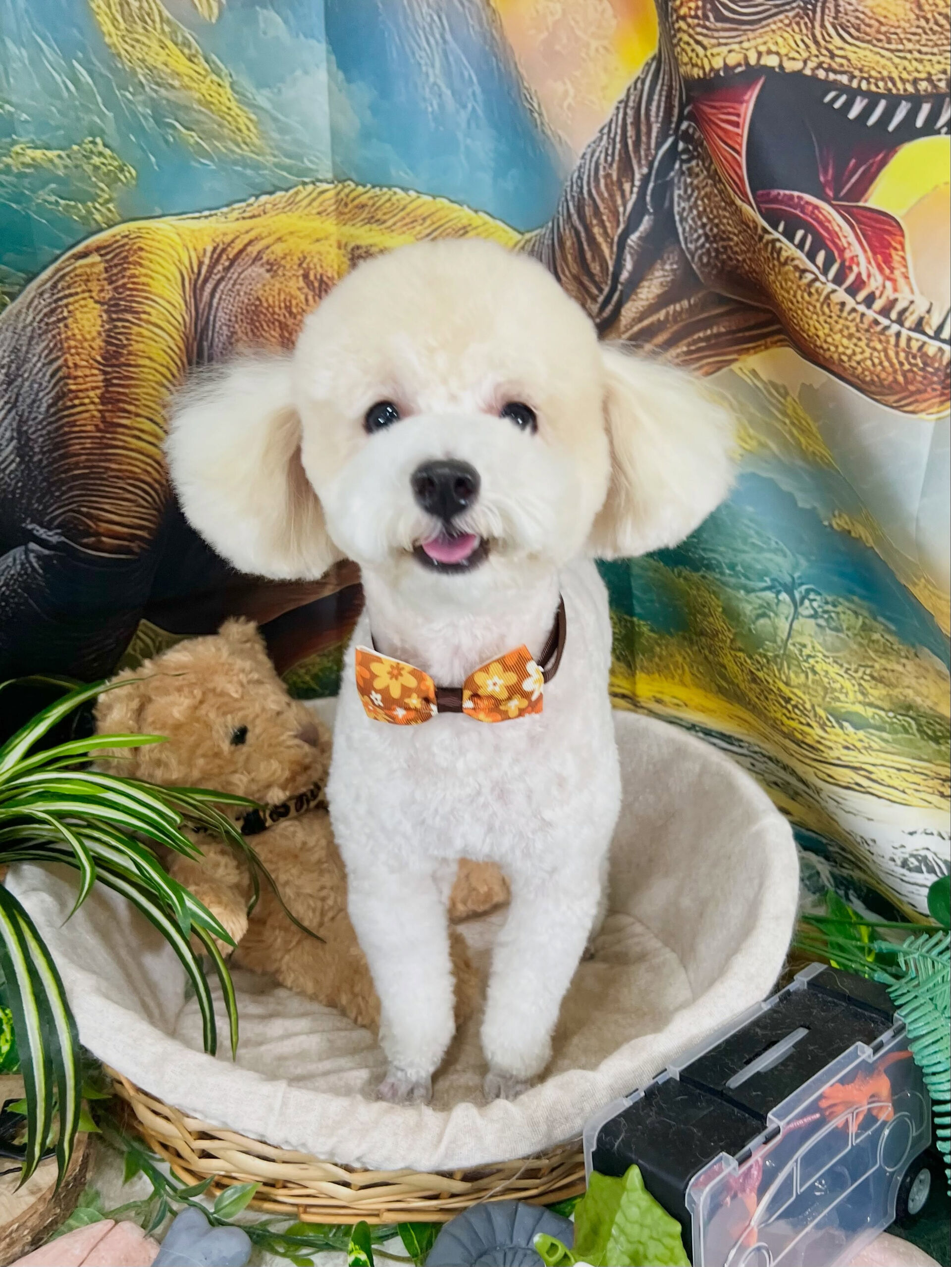来店いただいた、トイプードルのルルくんです🐶✨