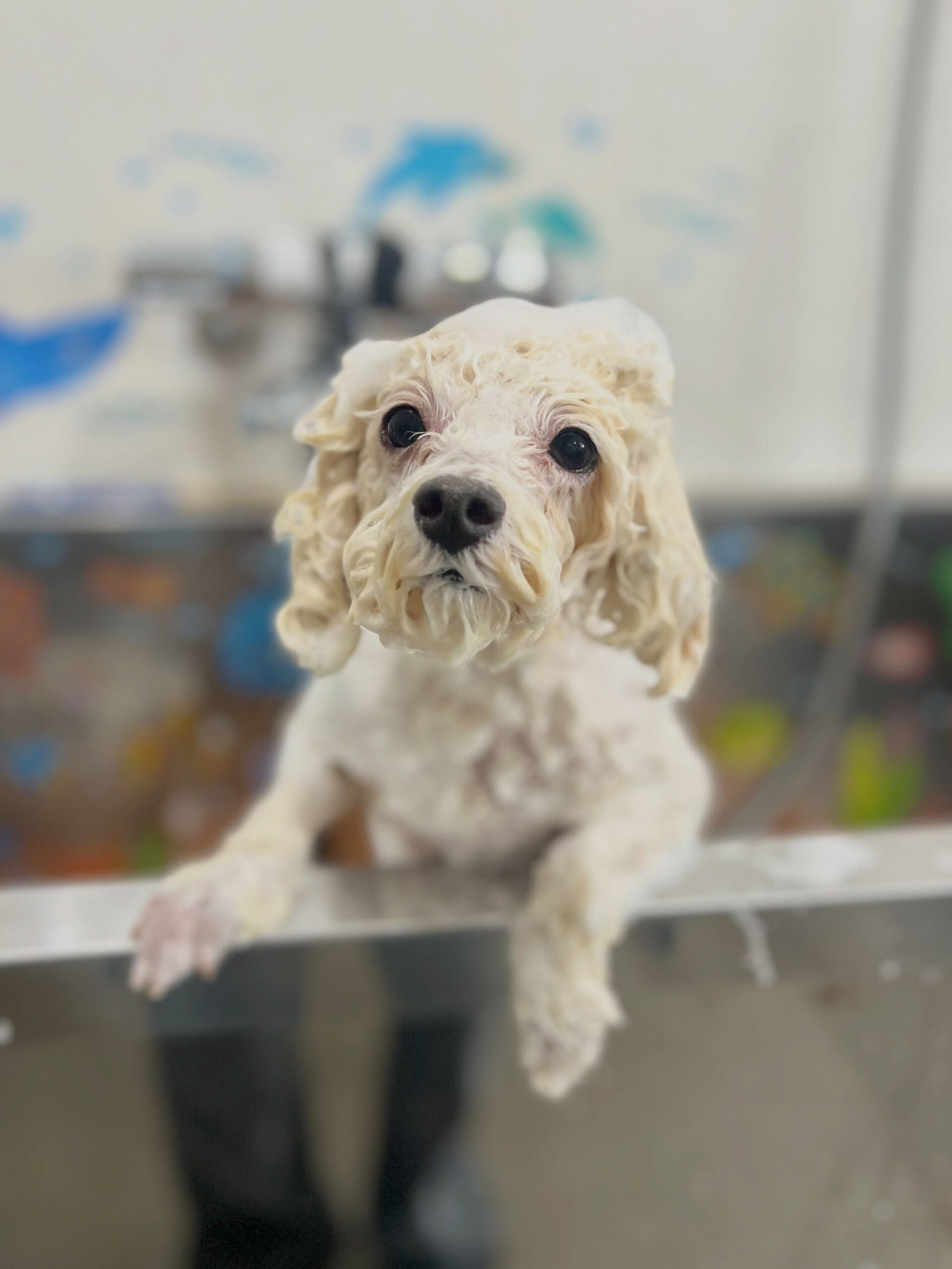 来店いただいた、トイプードルのルルくんです🐶✨