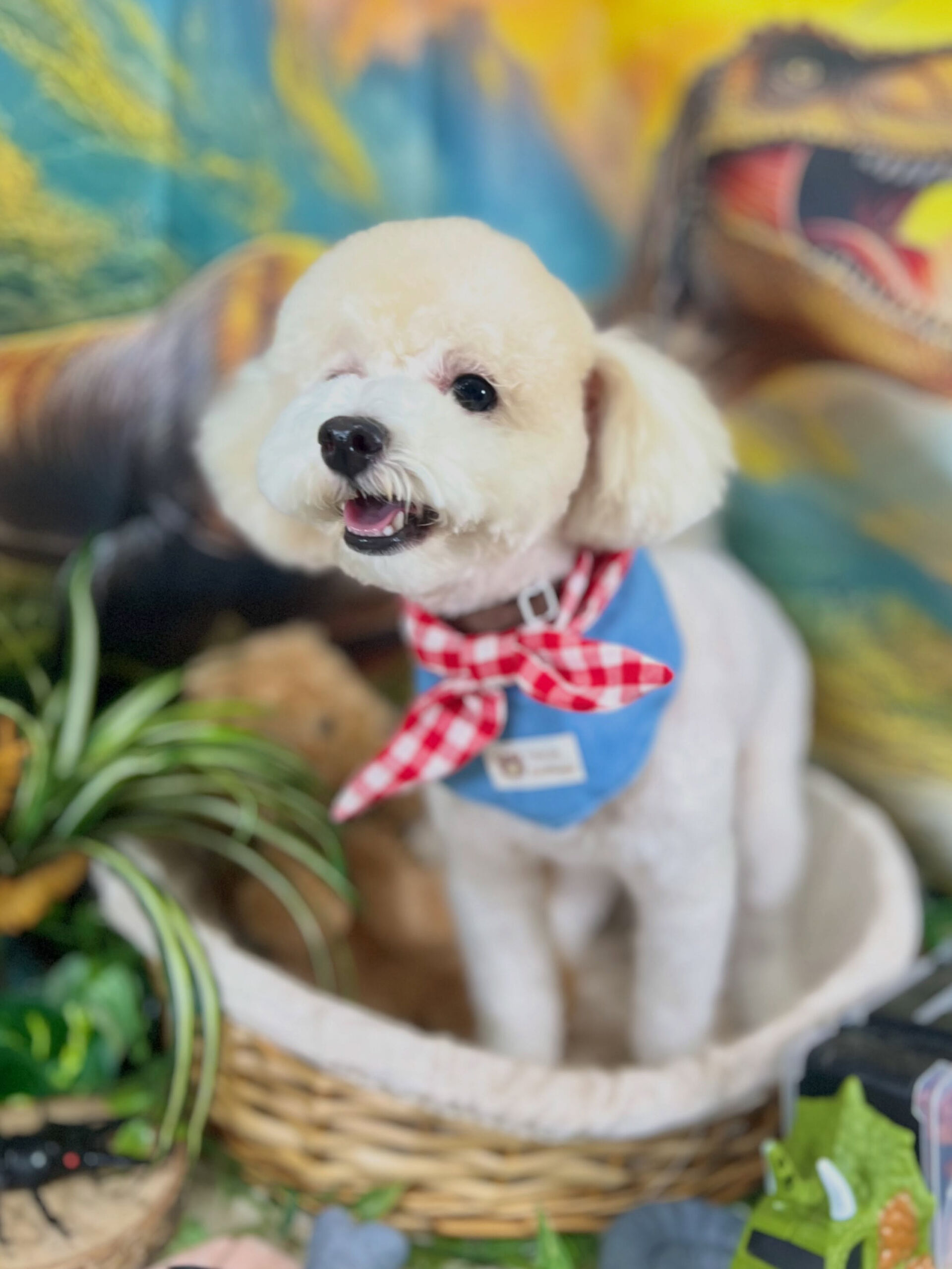来店いただいた、トイプードルのルルくんです🐶✨