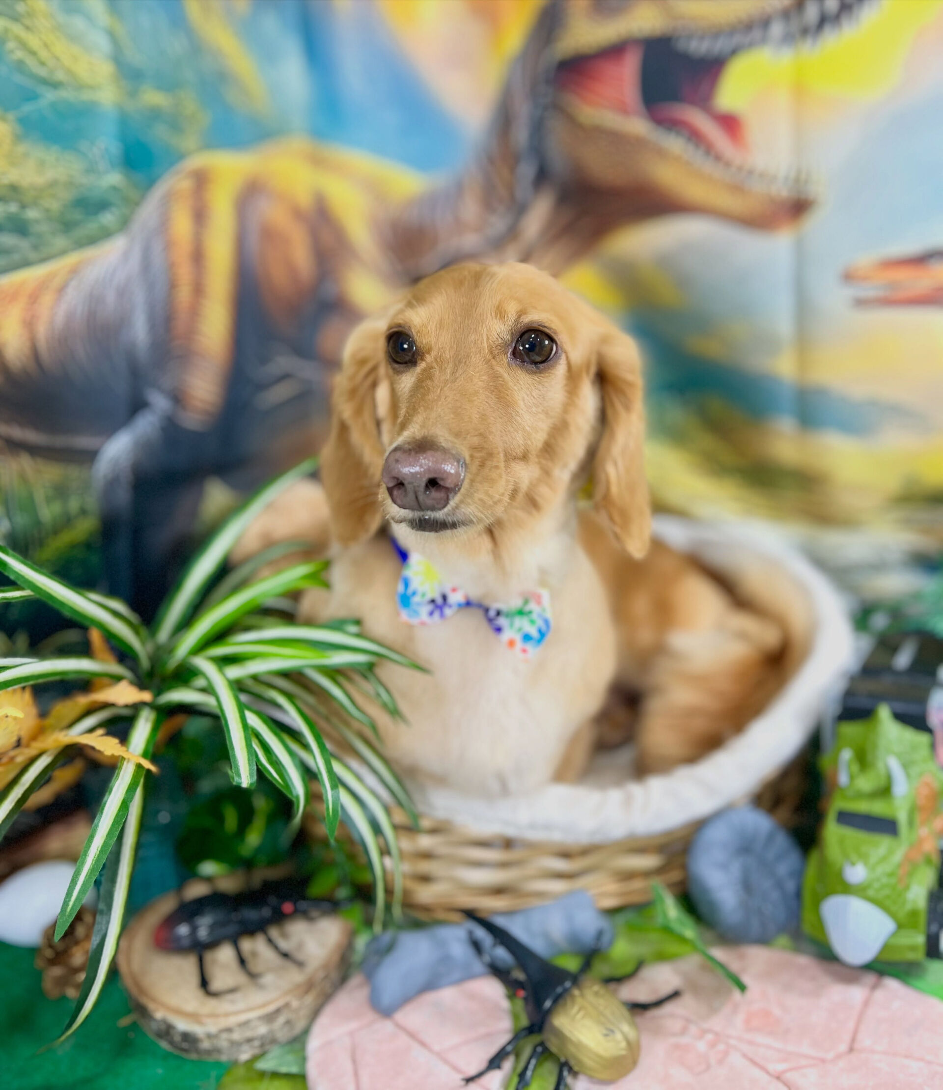 来店いただいた、ダックスのクリくんです🐶✨