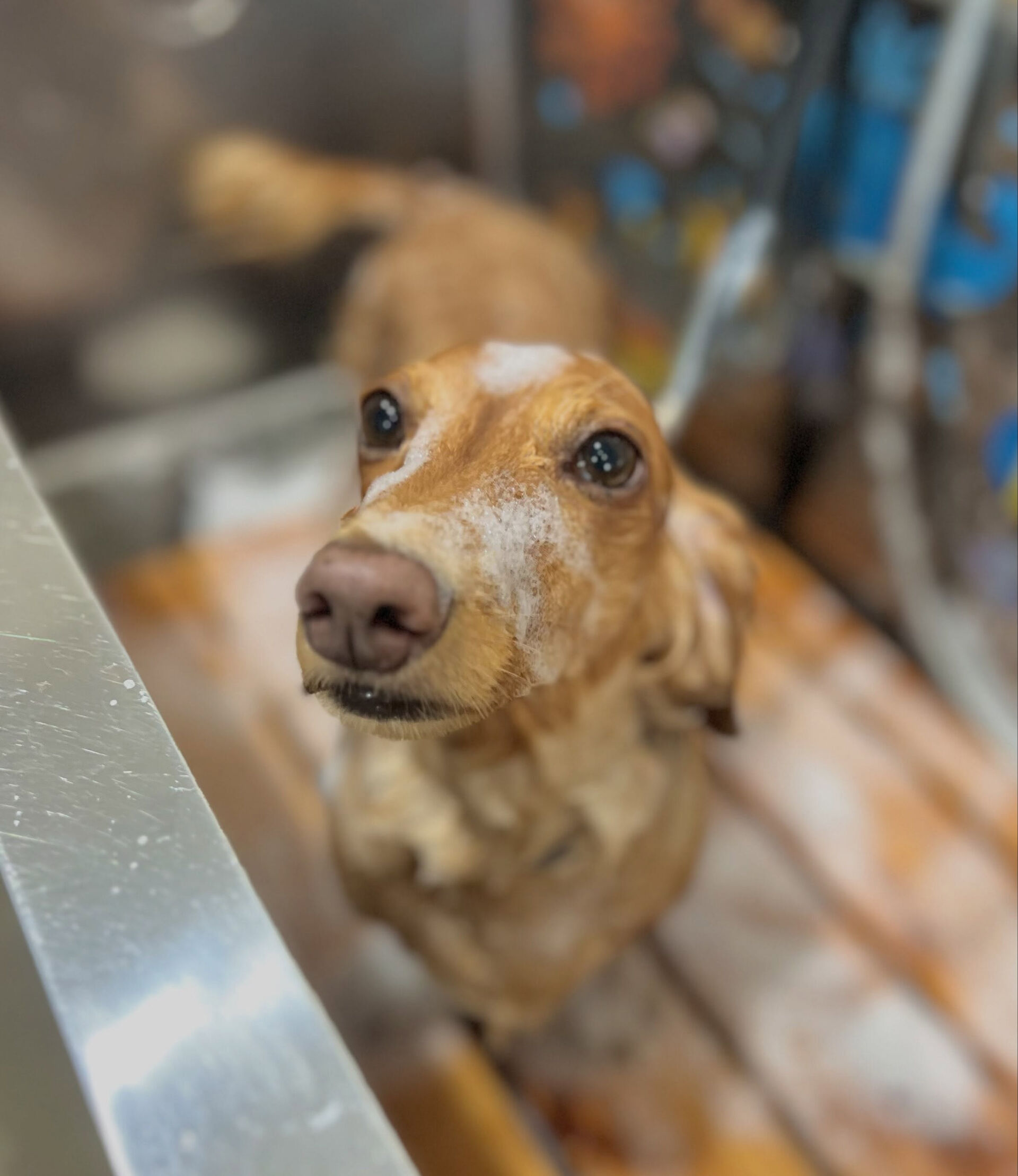 来店いただいた、ダックスのクリくんです🐶✨