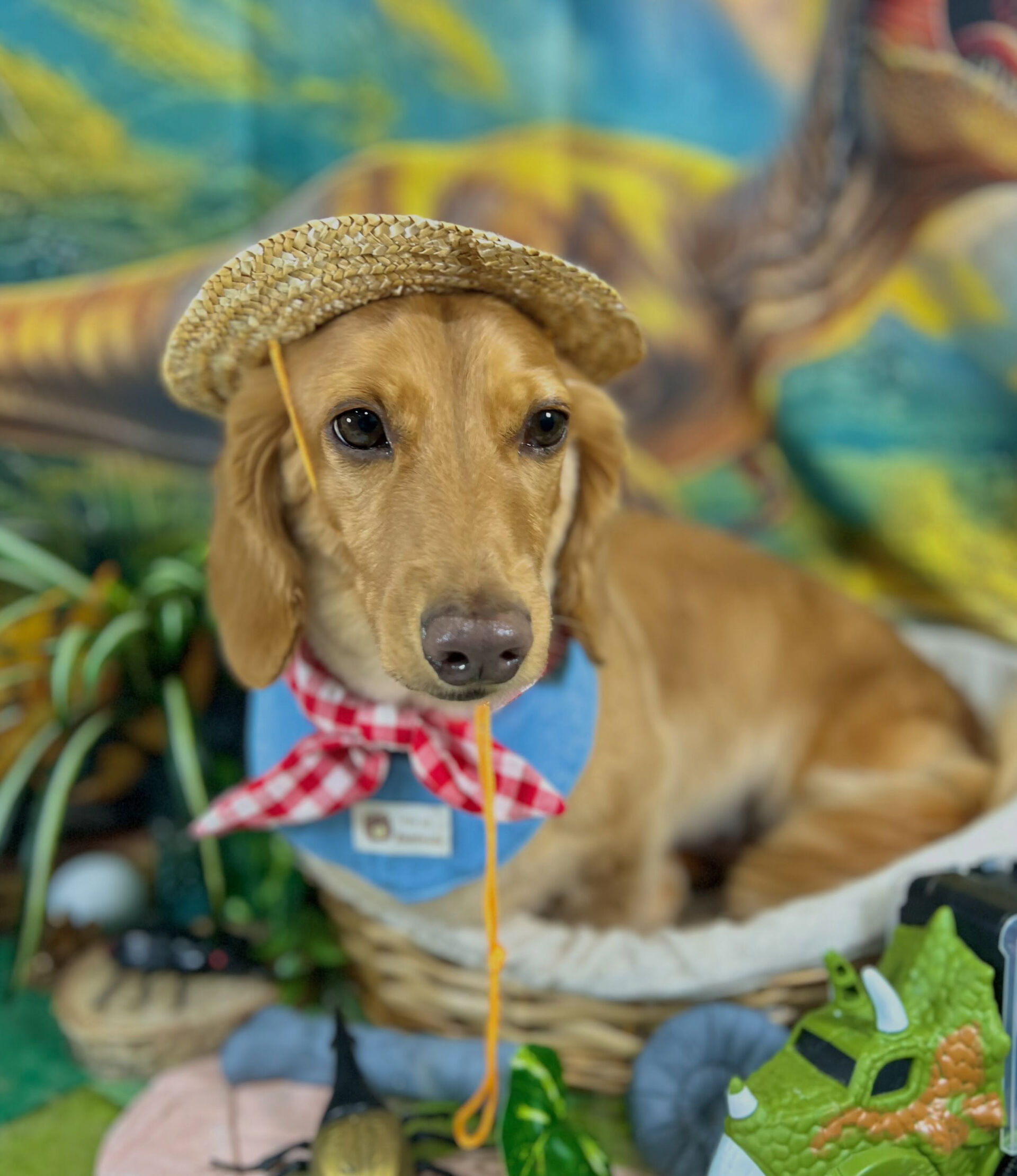来店いただいた、ダックスのクリくんです🐶✨
