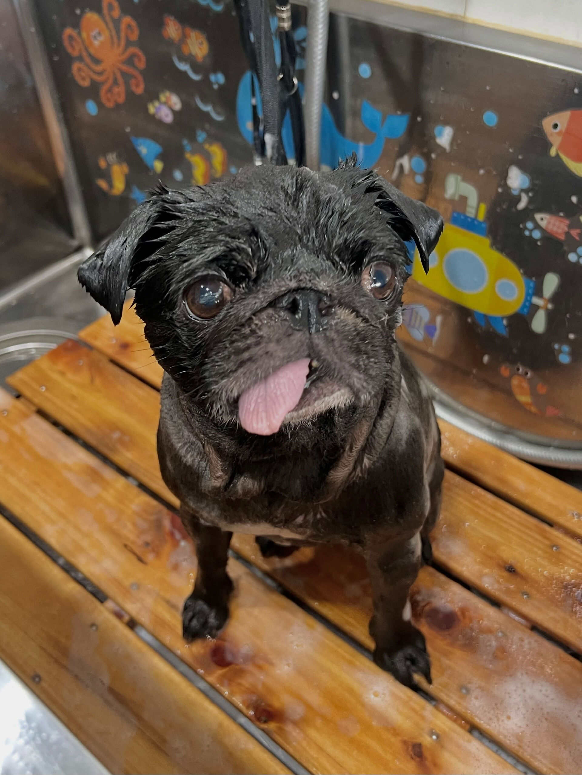 来店いただいた、パグのみぃとちゃんです🐶✨
