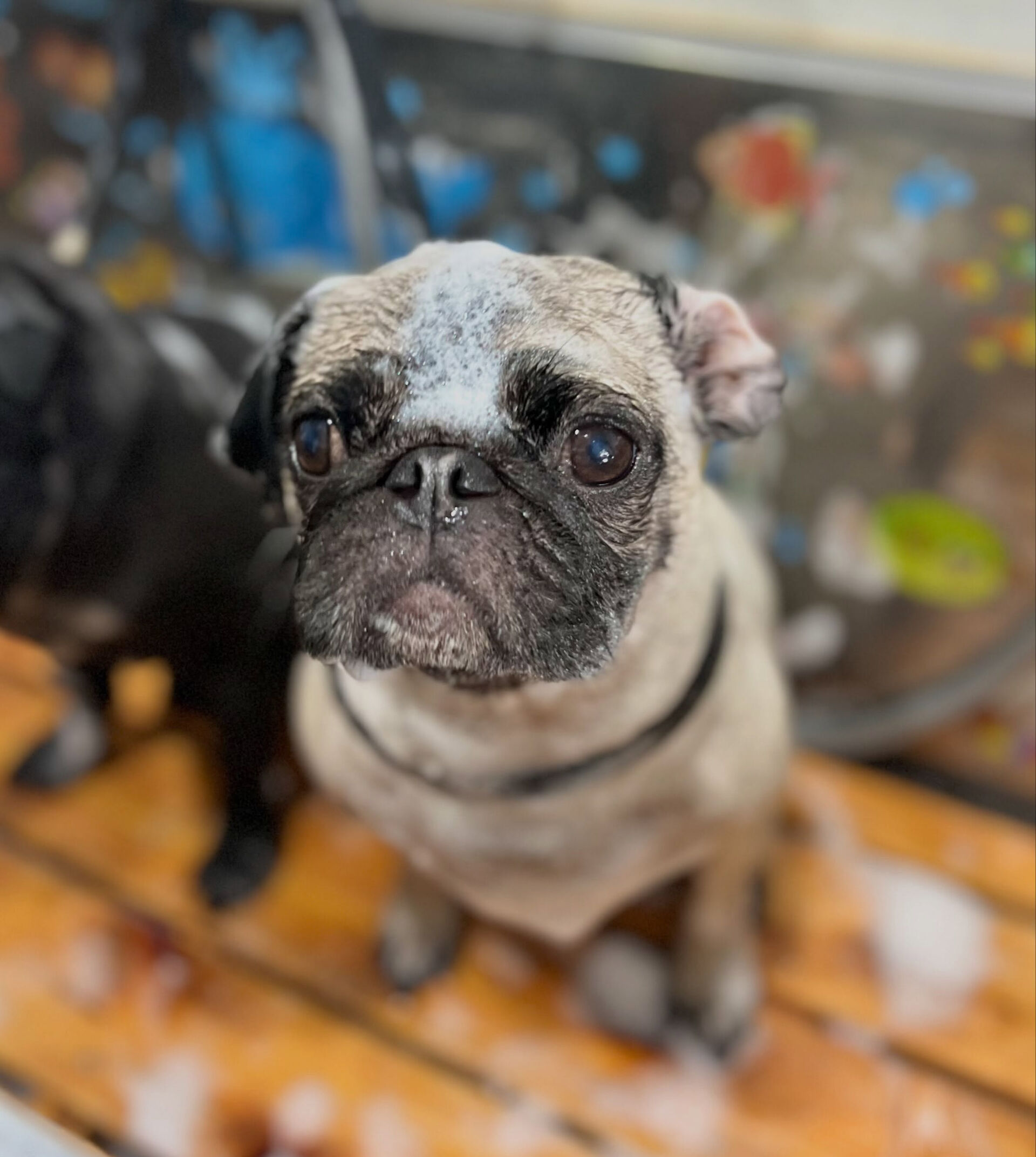 来店いただいた、パグのいぃとくんです🐶✨