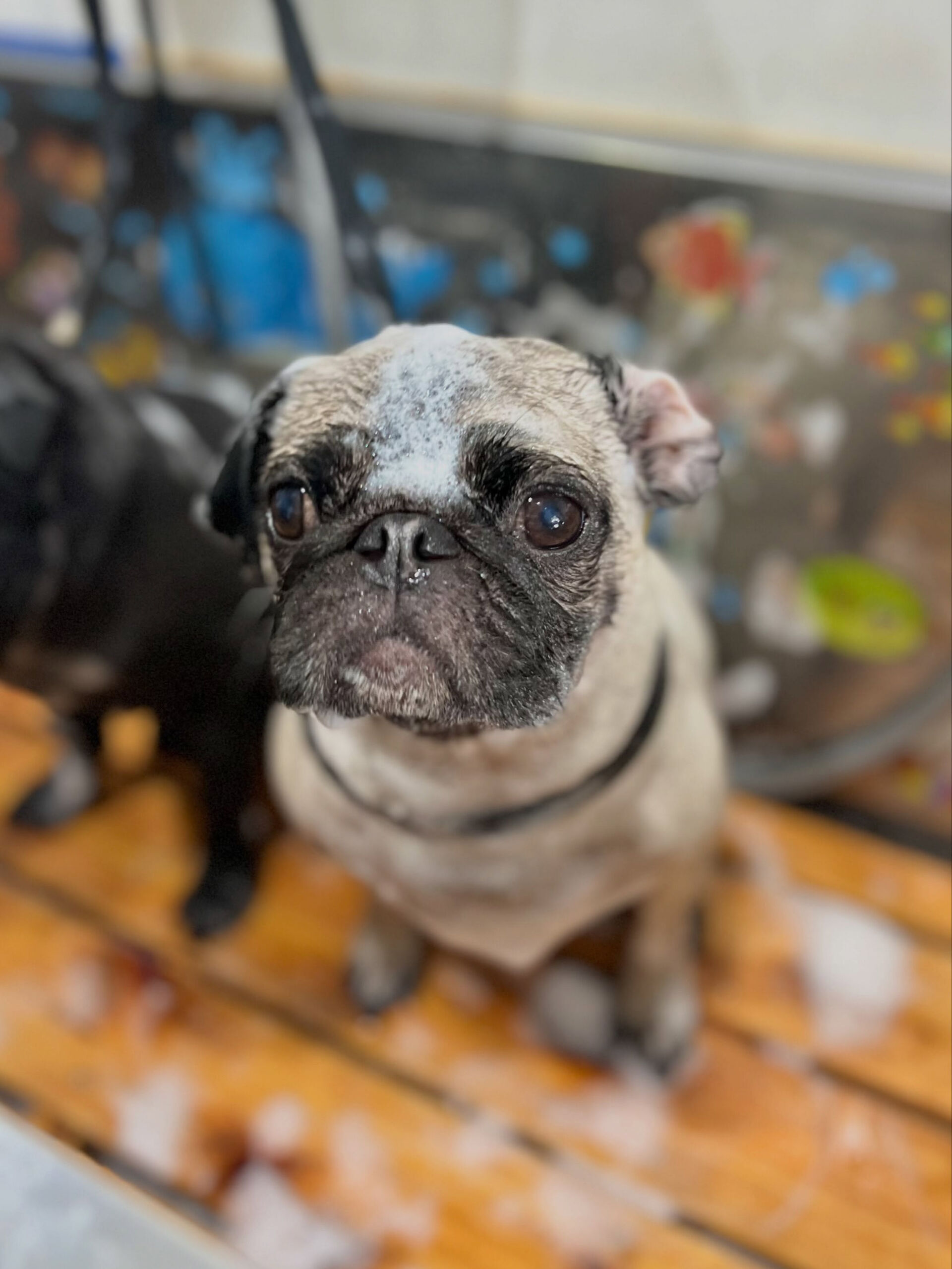 来店いただいた、パグのけいとちゃんです🐶✨