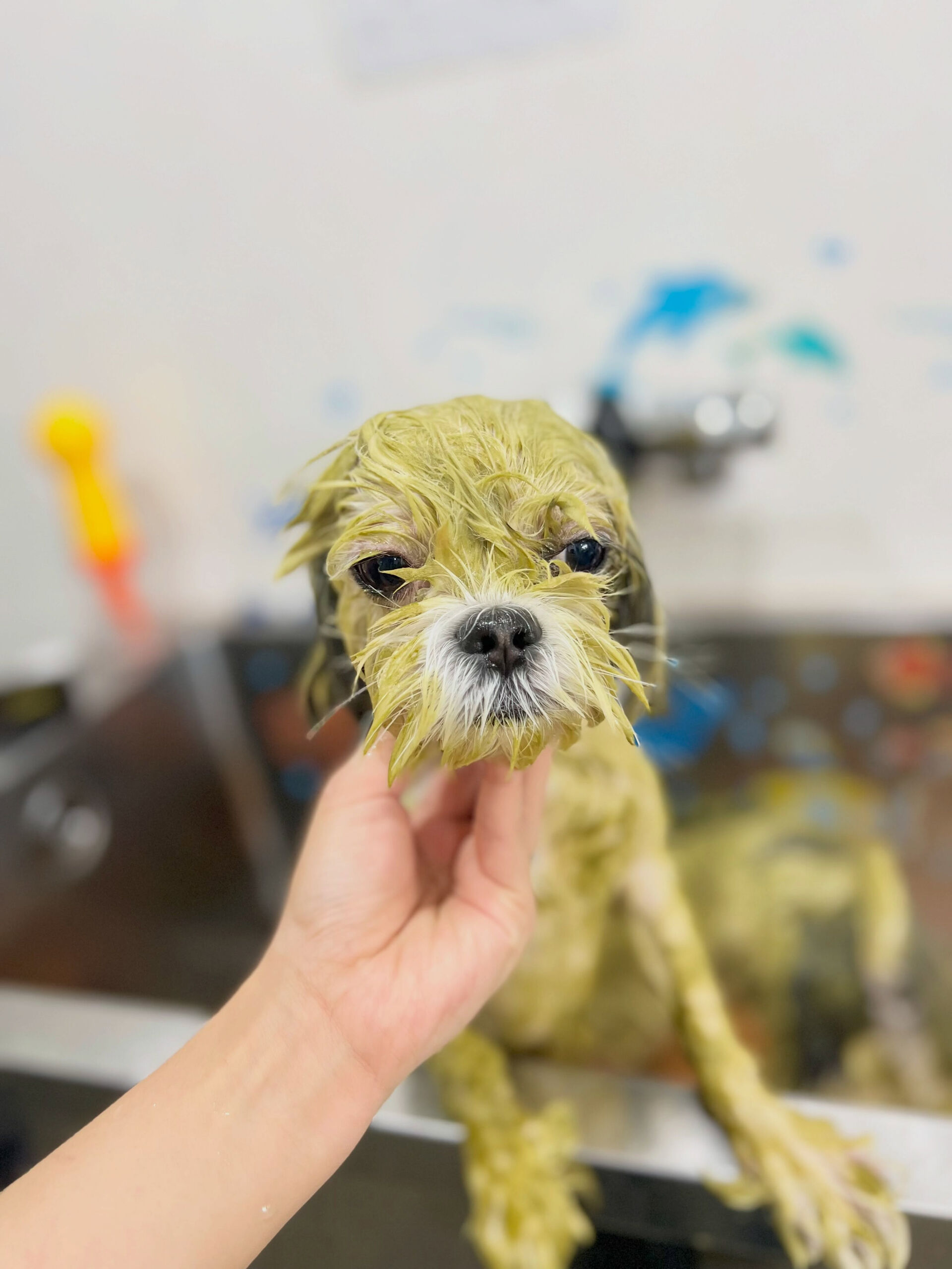 来店いただいた、マルシーズーのわたげくんです🐶✨