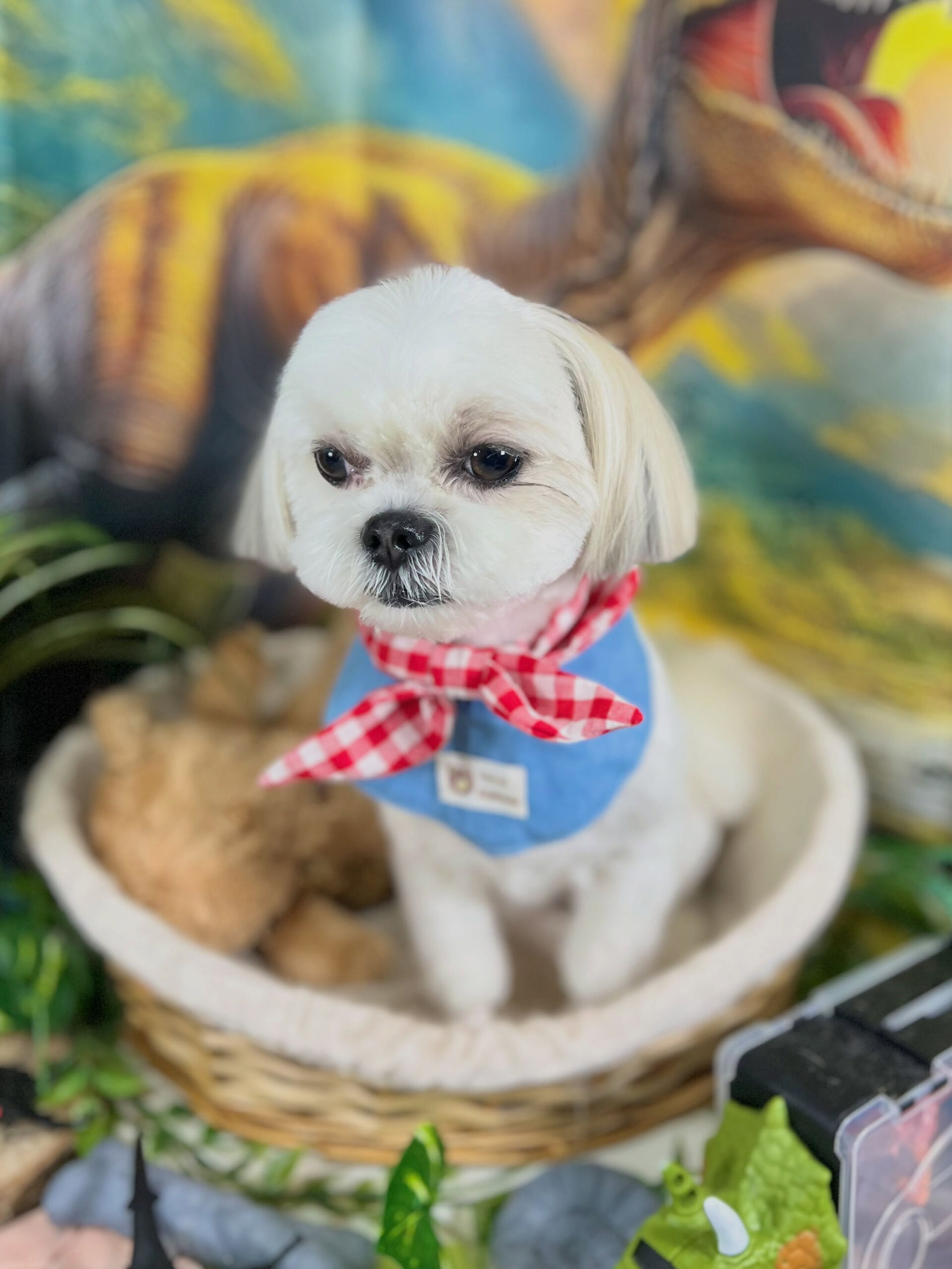 来店いただいた、マルシーズーのわたげくんです🐶✨