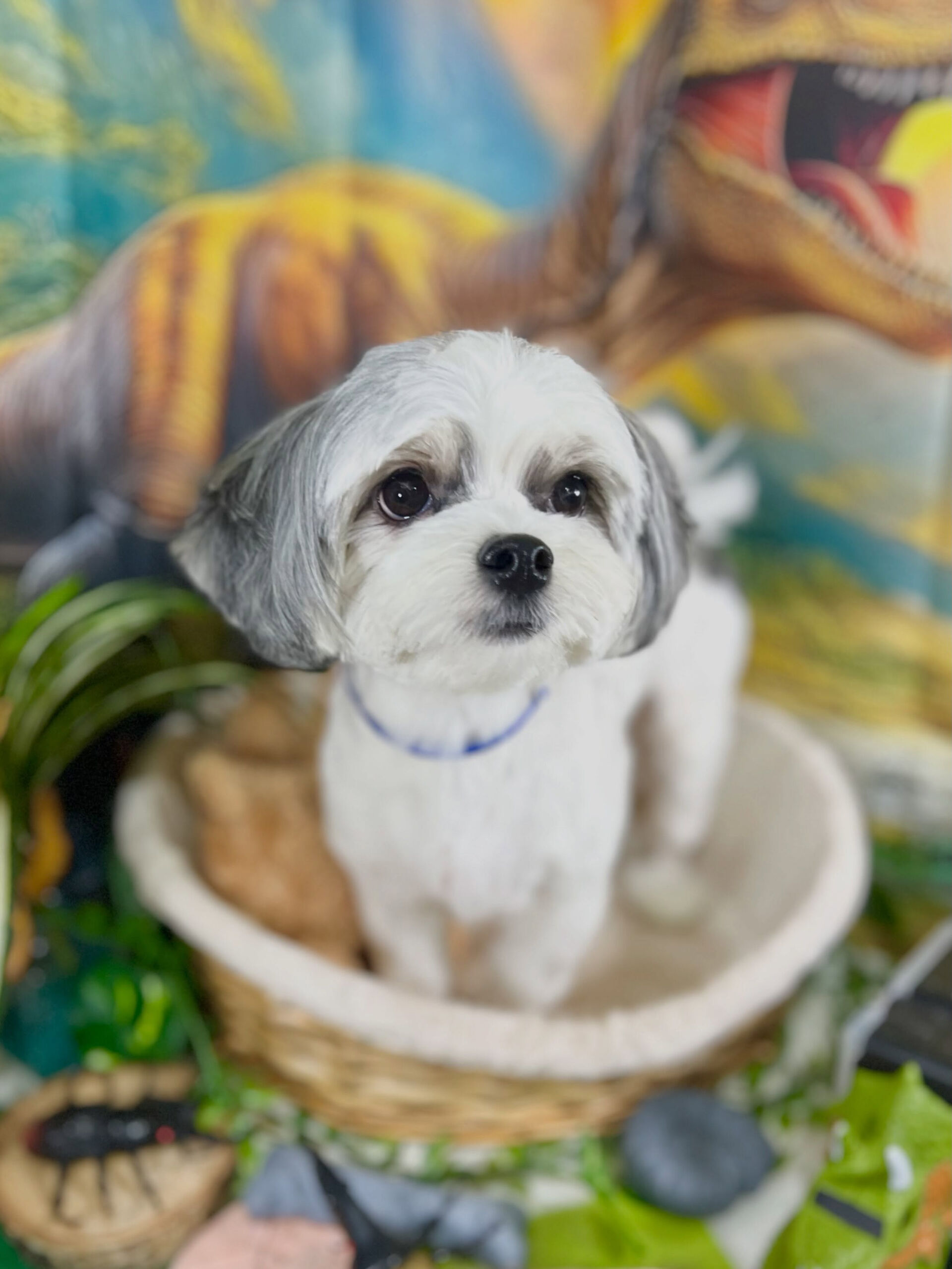 来店いただいた、マルシーズーのおこげくんです🐶✨