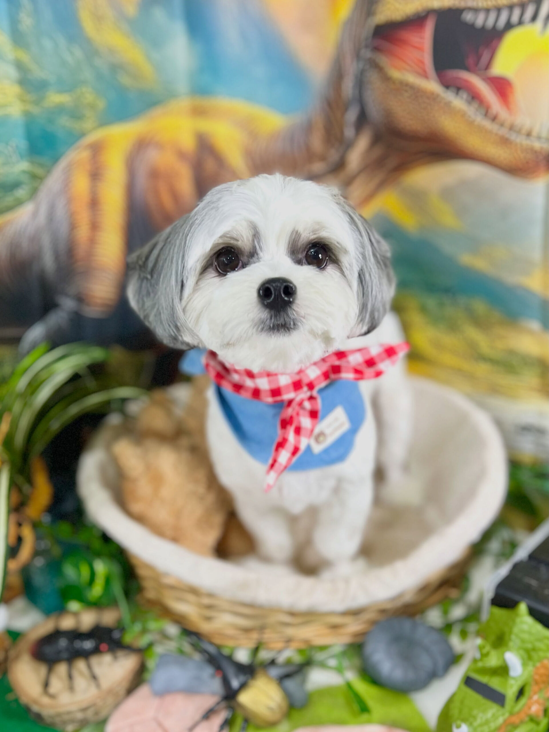 来店いただいた、マルシーズーのおこげくんです🐶✨