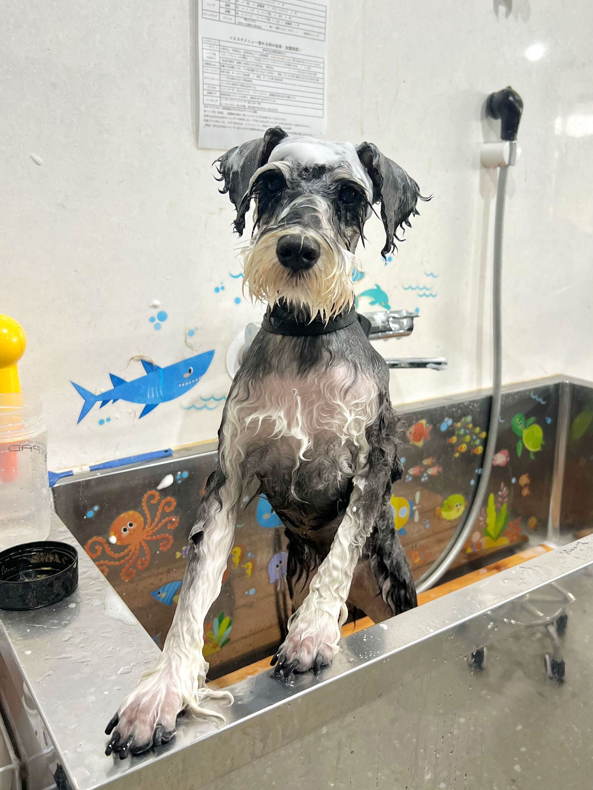 来店いただいた、シュナウザーのガヴくんです🐶✨