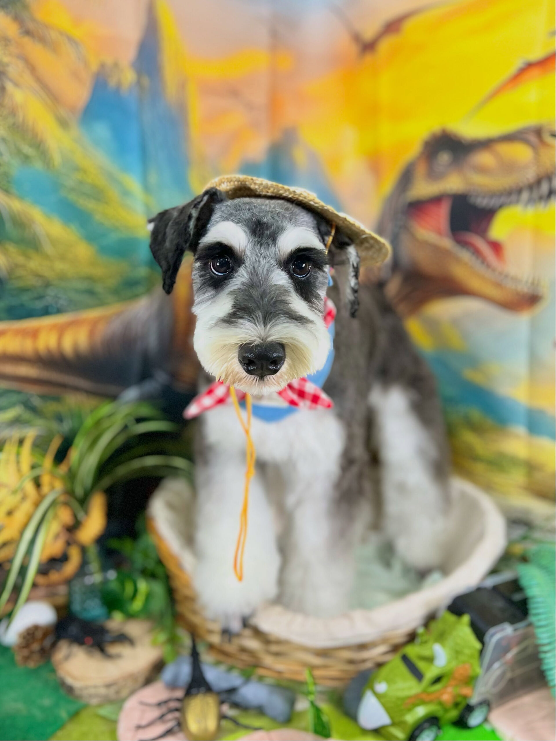 来店いただいた、シュナウザーのガヴくんです🐶✨