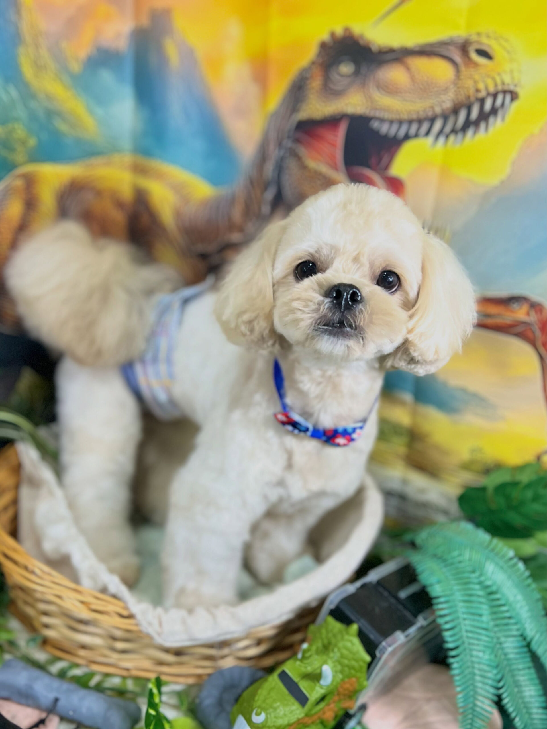 来店いただいた、ペキプーのまるとくんです🐶✨