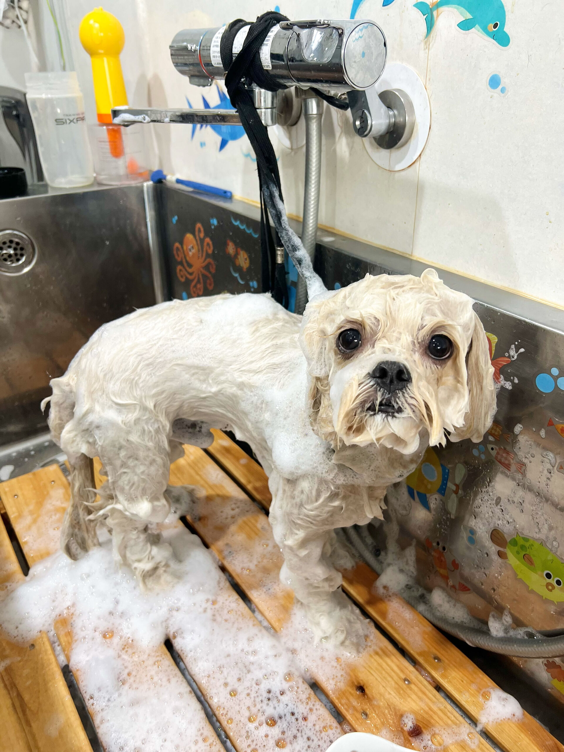 来店いただいた、ペキプーのまるとくんです🐶✨