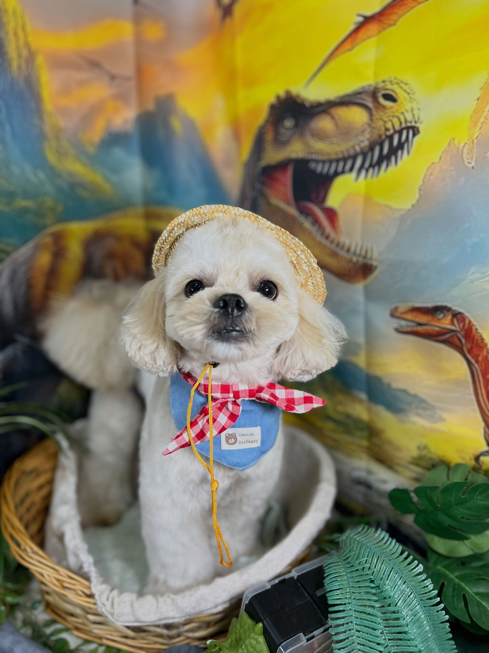 来店いただいた、ペキプーのまるとくんです🐶✨