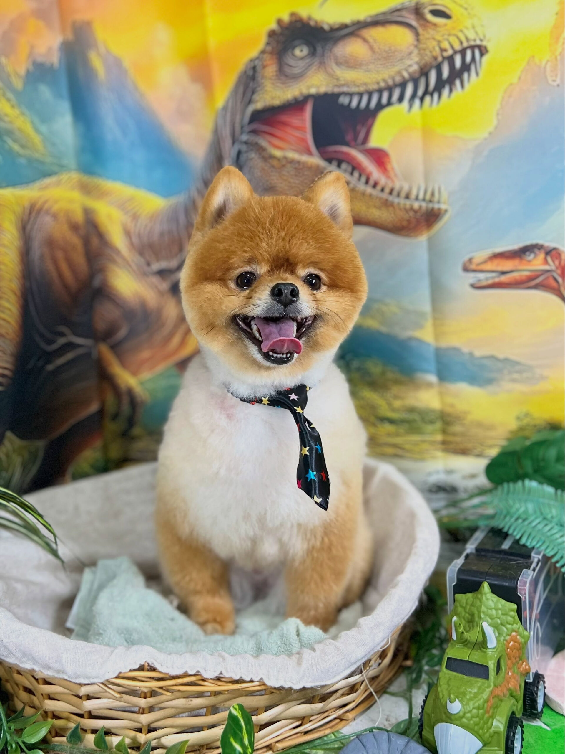 来店いただいた、ポメラニアンのポムくんです🐶✨