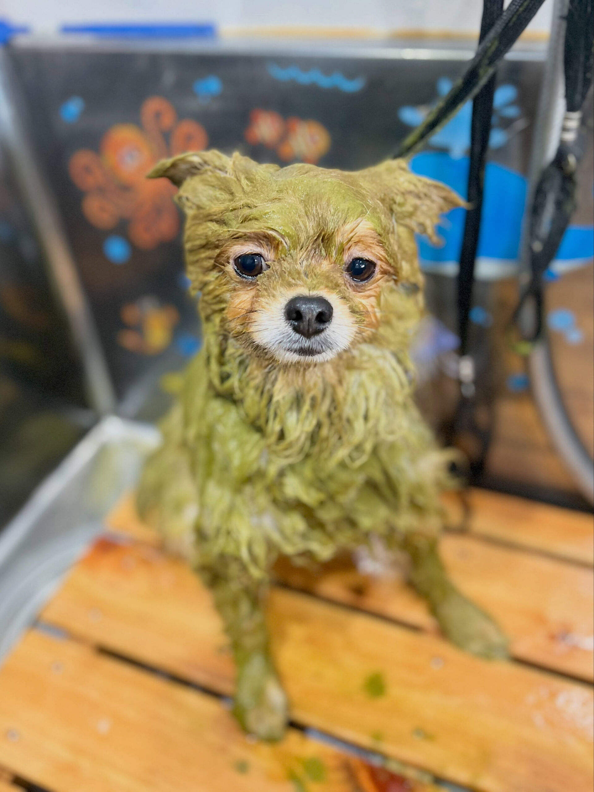 来店いただいた、ポメラニアンのポムくんです🐶✨