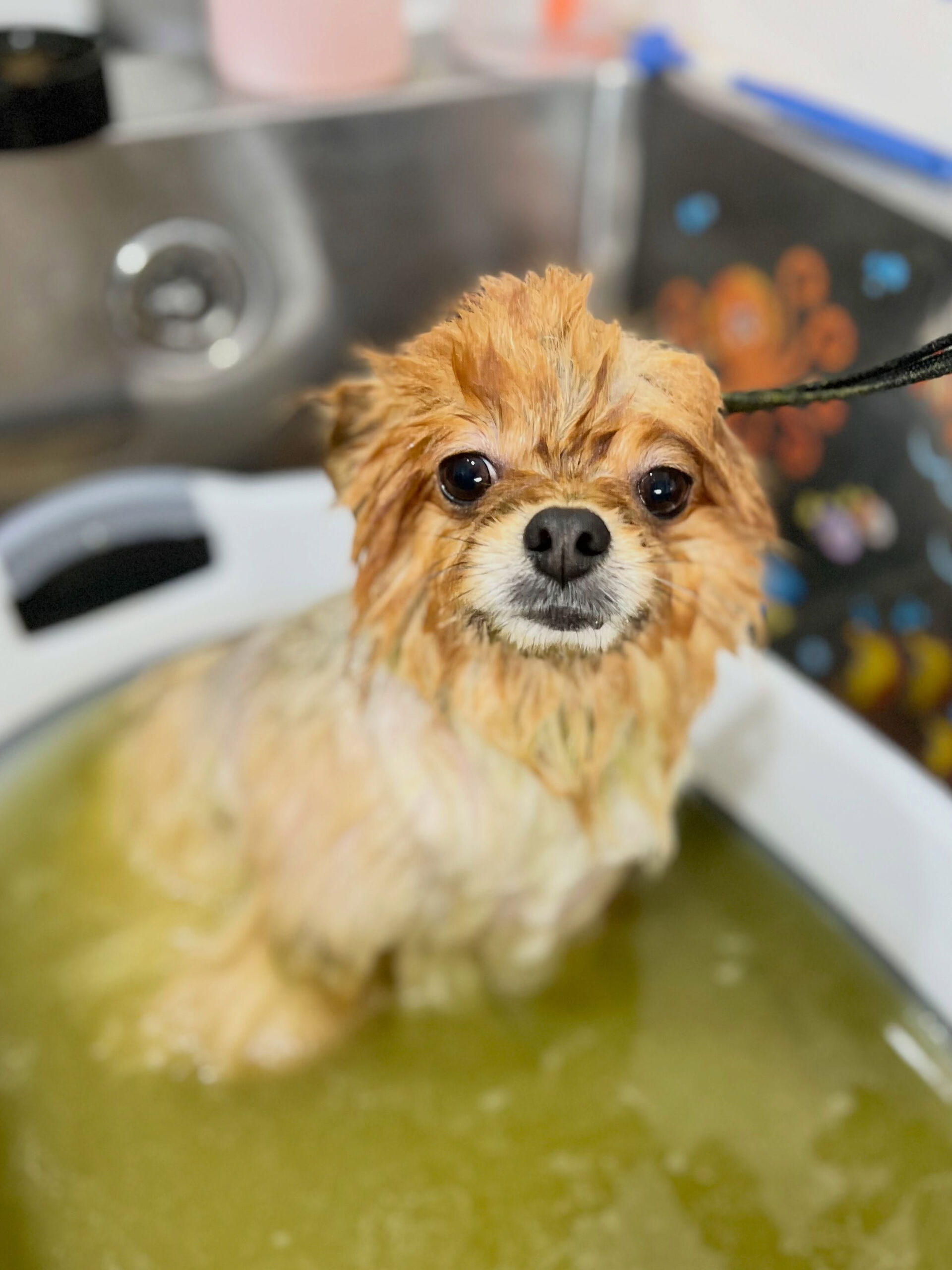 来店いただいた、ポメラニアンのポムくんです🐶✨