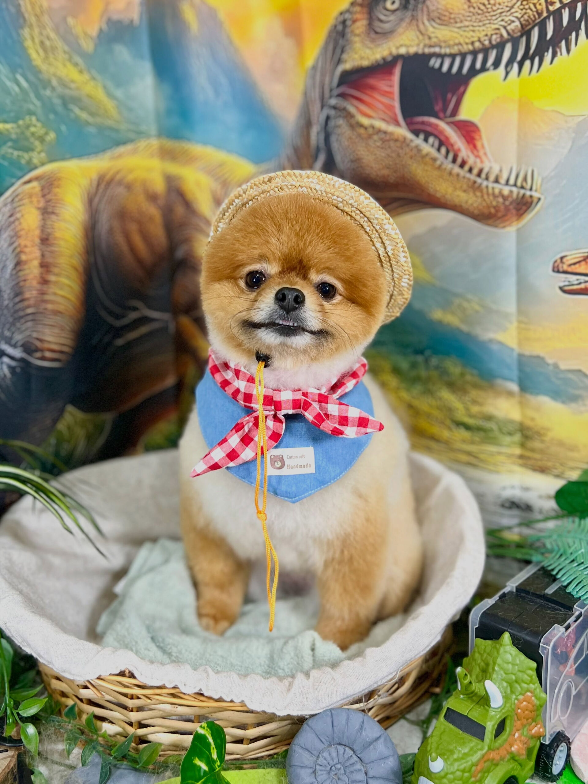 来店いただいた、ポメラニアンのポムくんです🐶✨