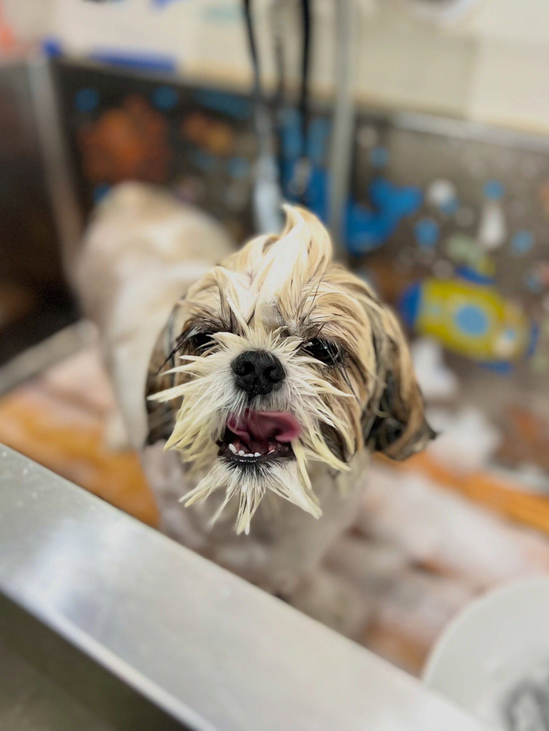 来店いただいた、シーズーのにこちゃんです🐶✨