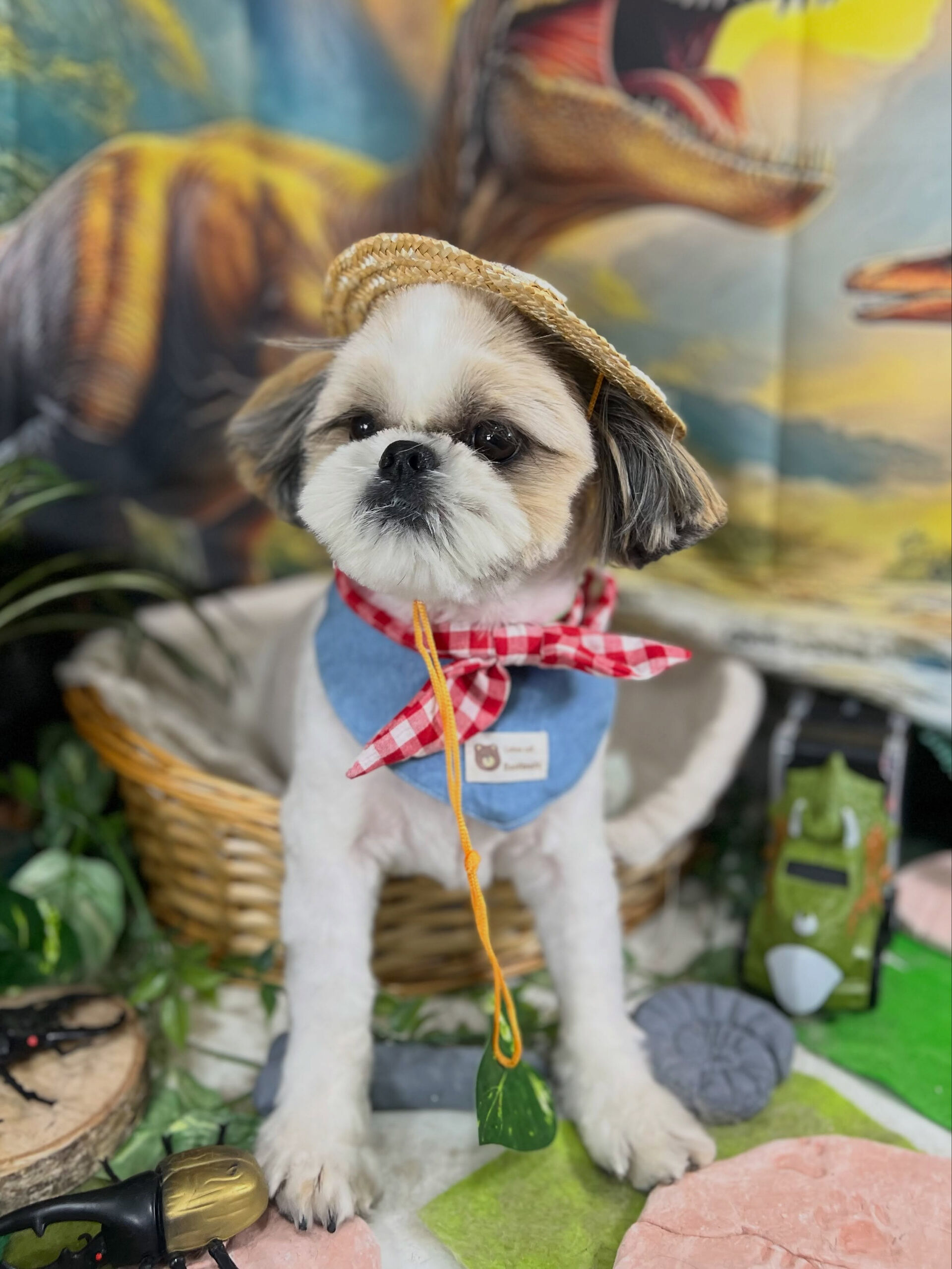 来店いただいた、シーズーのにこちゃんです🐶✨