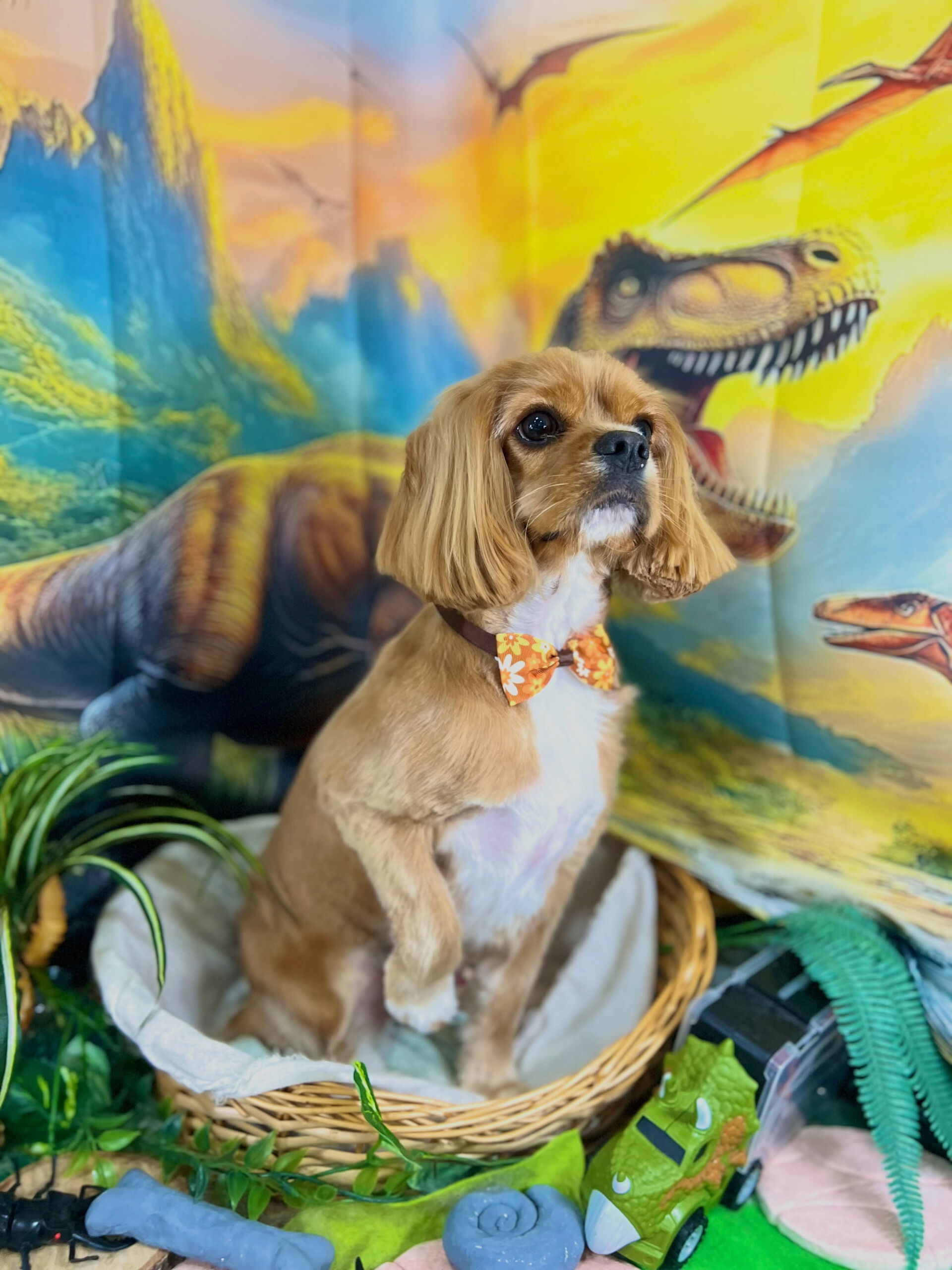 来店いただいた、キャバコッカーのゆにくんです🐶✨