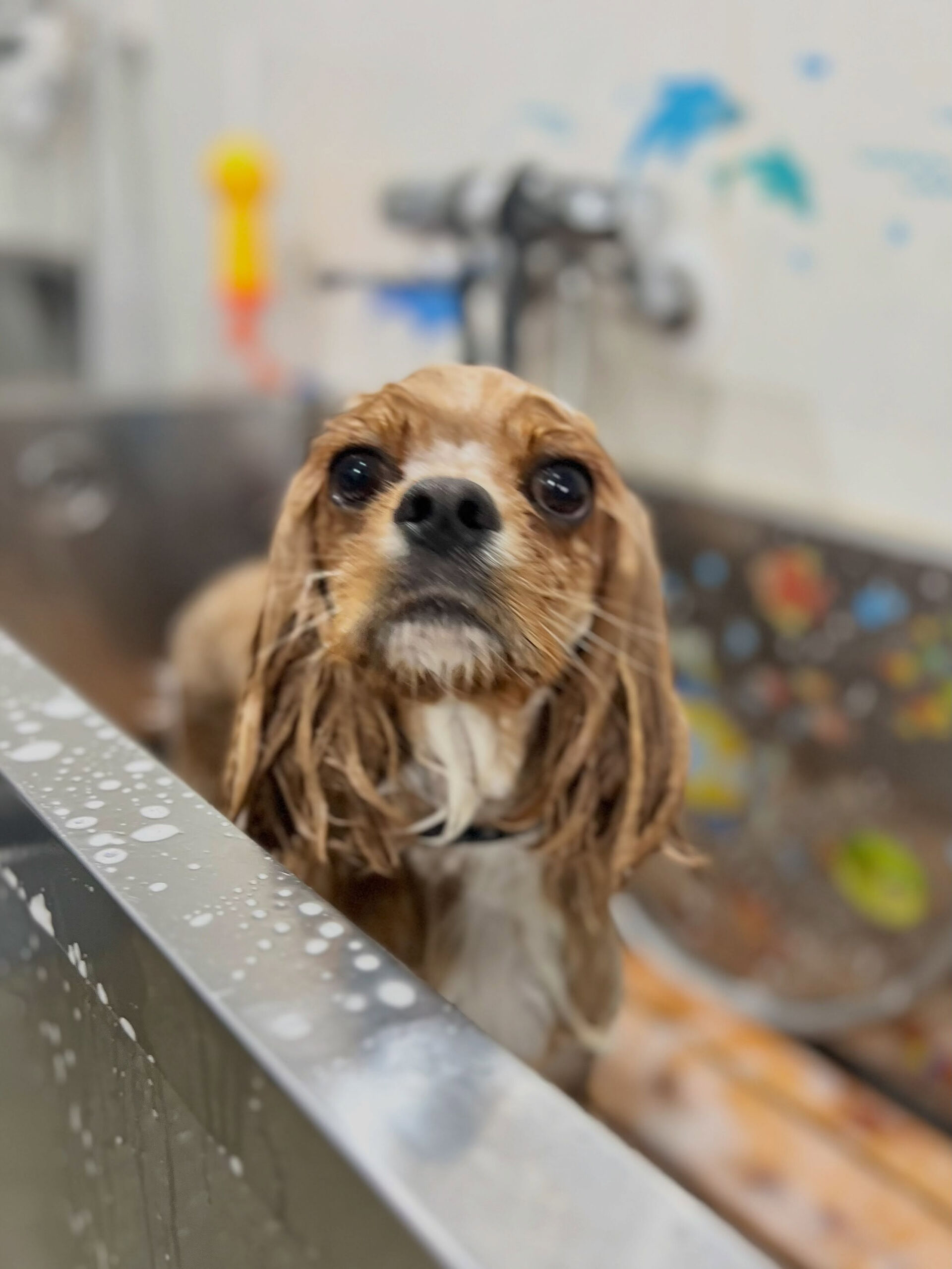 来店いただいた、キャバコッカーのゆにくんです🐶✨