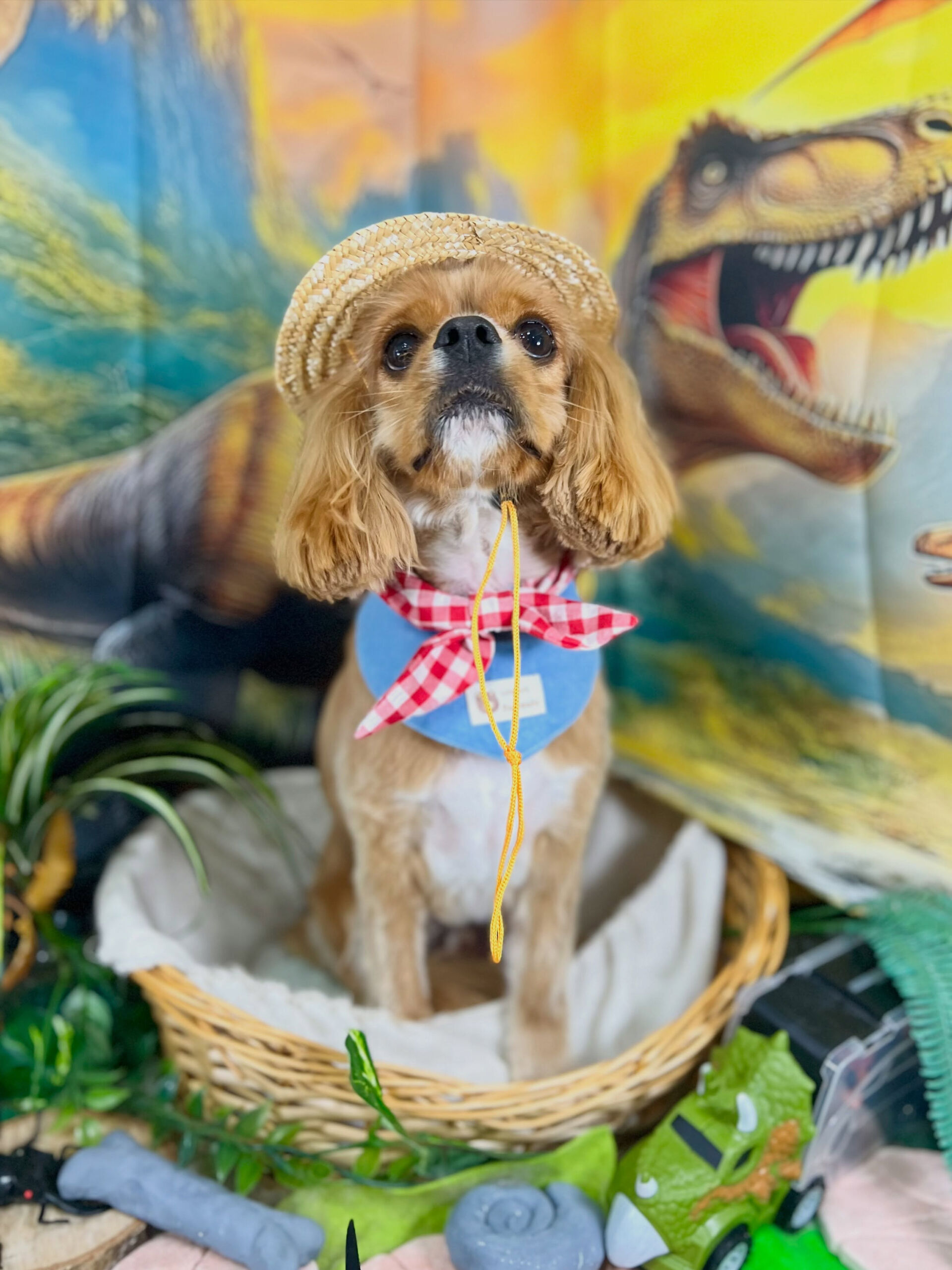 来店いただいた、キャバコッカーのゆにくんです🐶✨