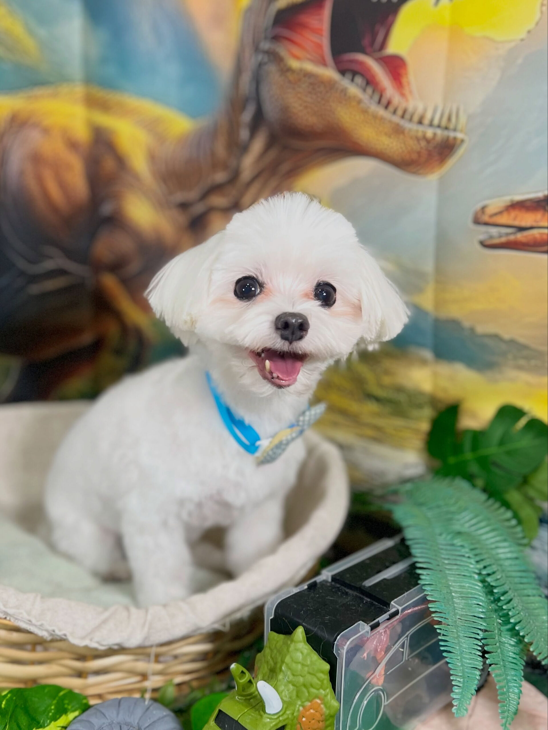 来店いただいた、マルチーズのむぎちゃんです🐶✨