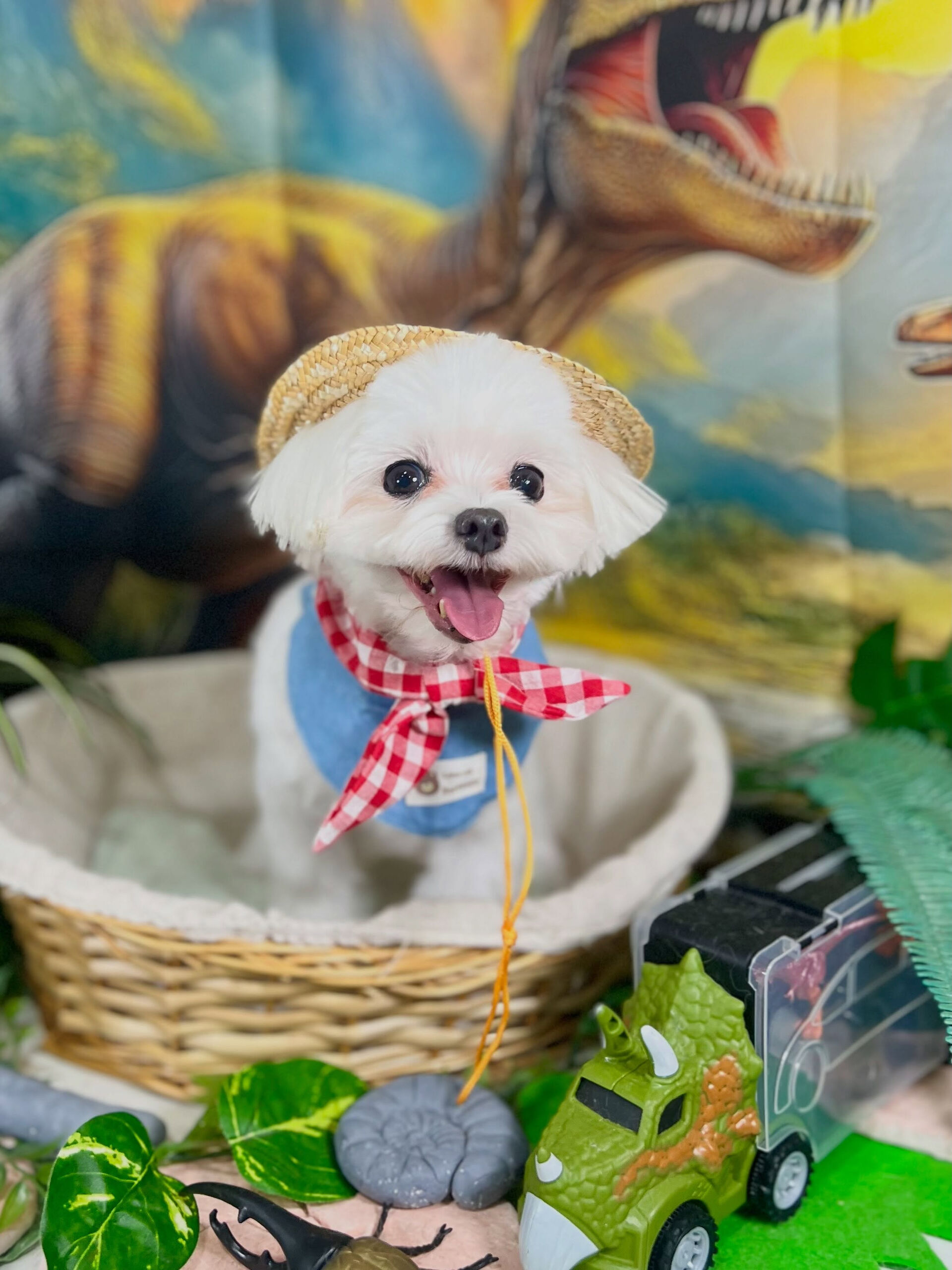 来店いただいた、マルチーズのむぎちゃんです🐶✨