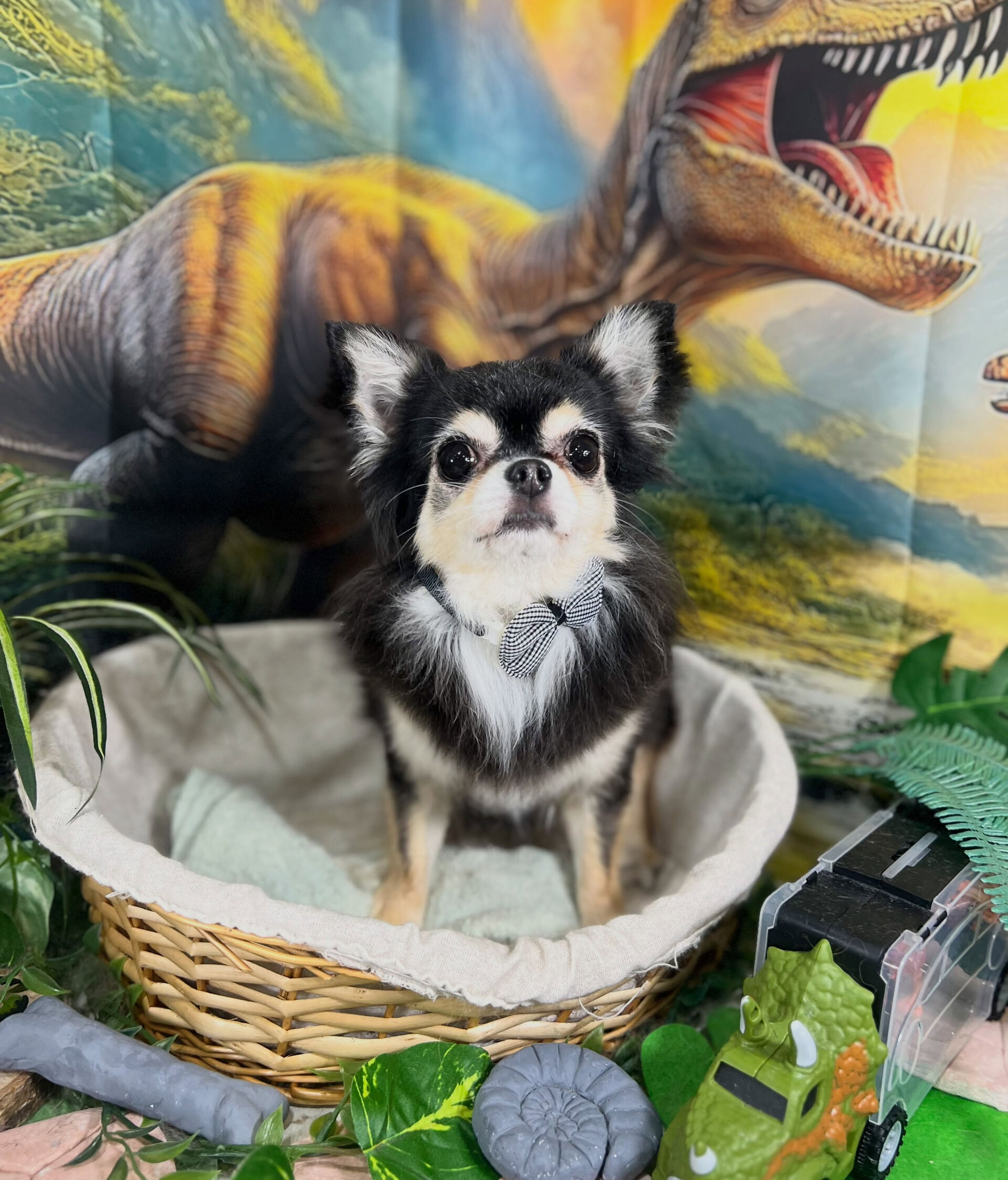来店いただいた、チワワのにこちゃんです🐶✨