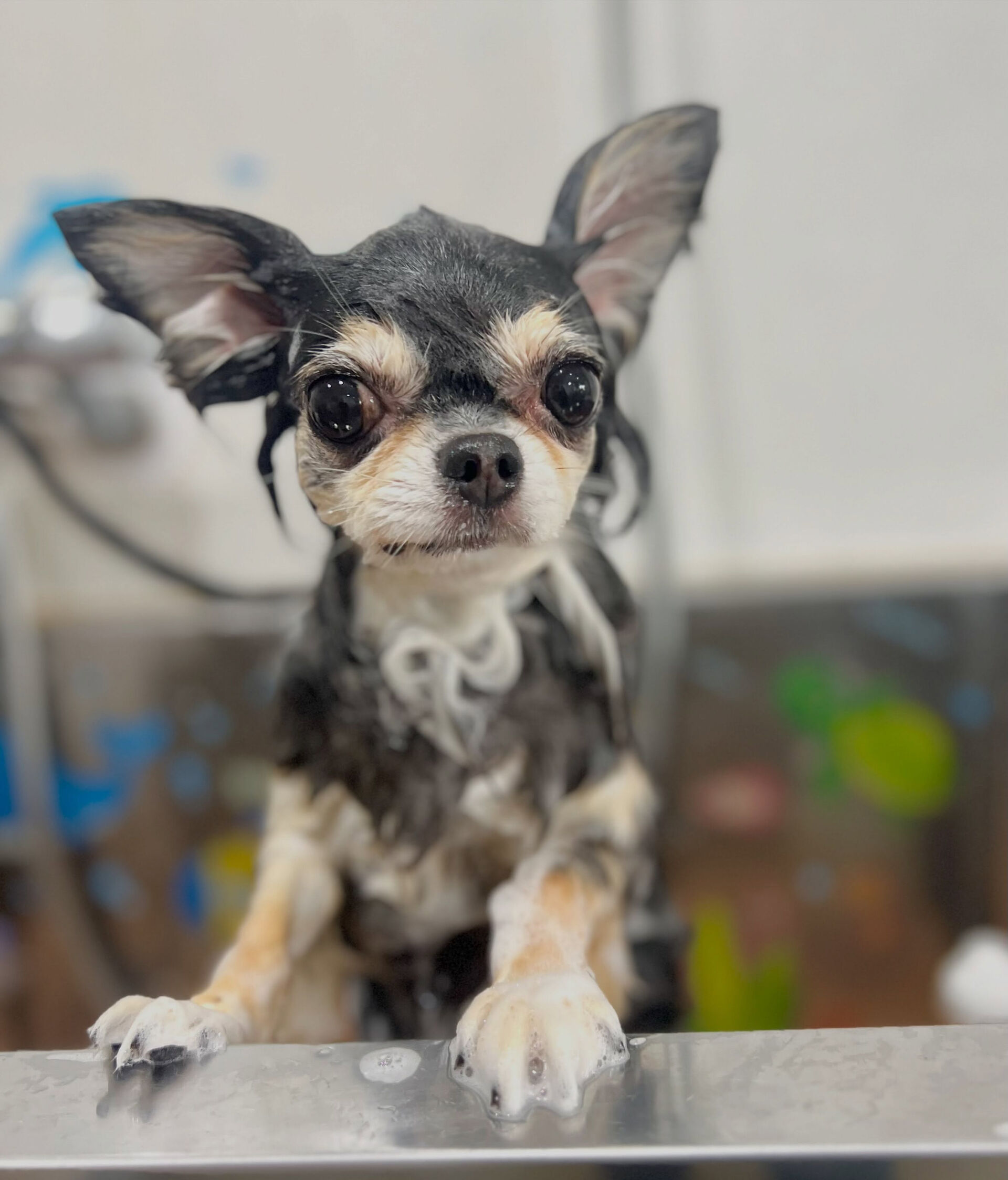 来店いただいた、チワワのにこちゃんです🐶✨