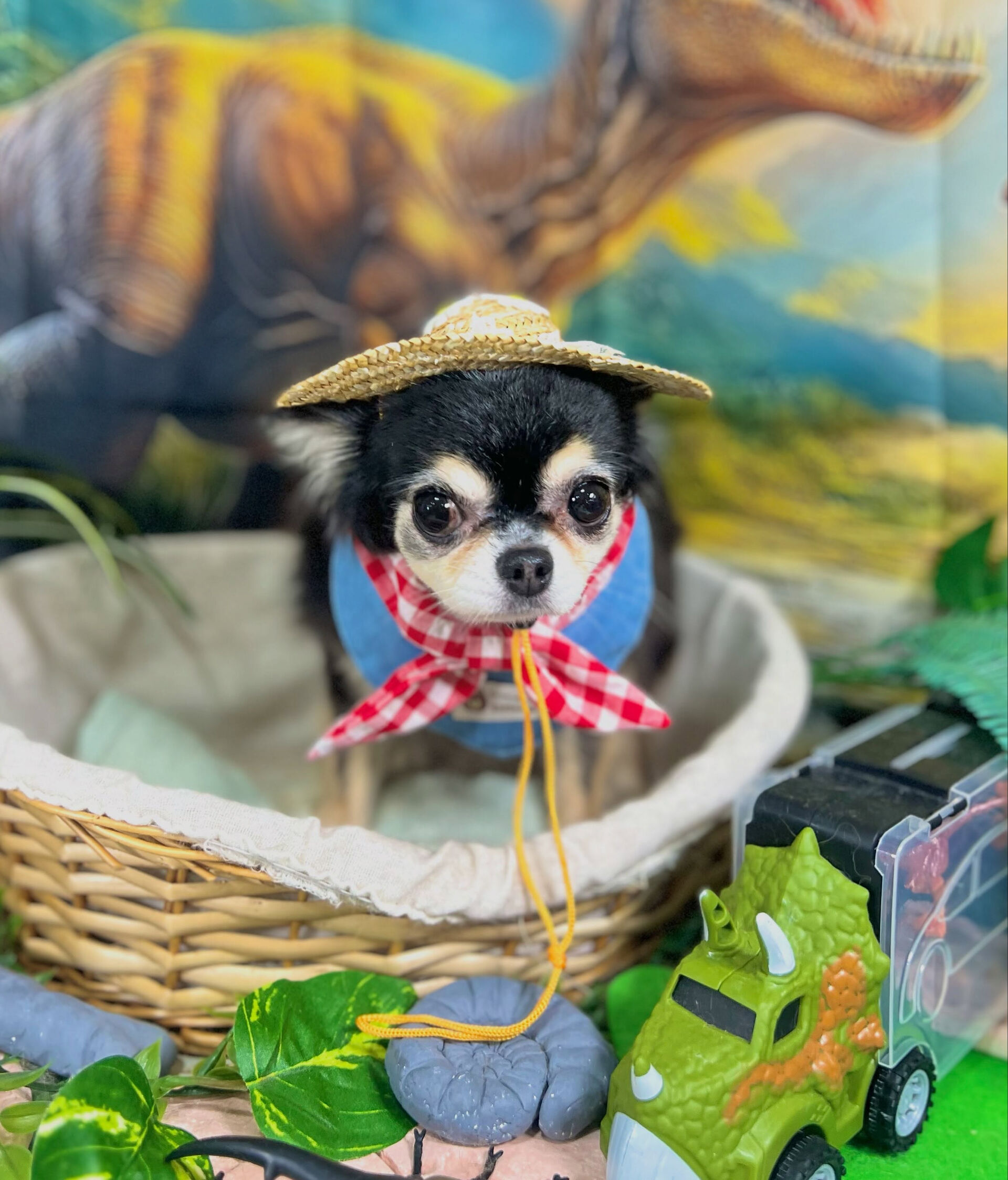来店いただいた、チワワのにこちゃんです🐶✨