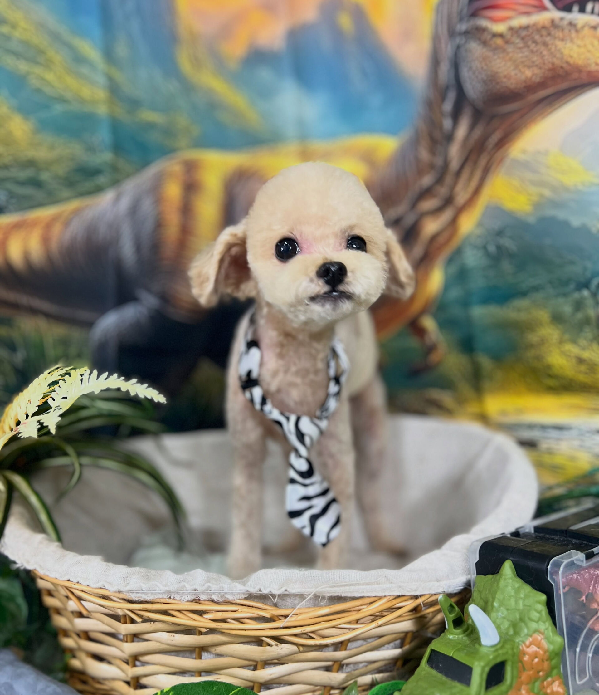 来店いただいた、トイプーのモナくんです🐶✨
