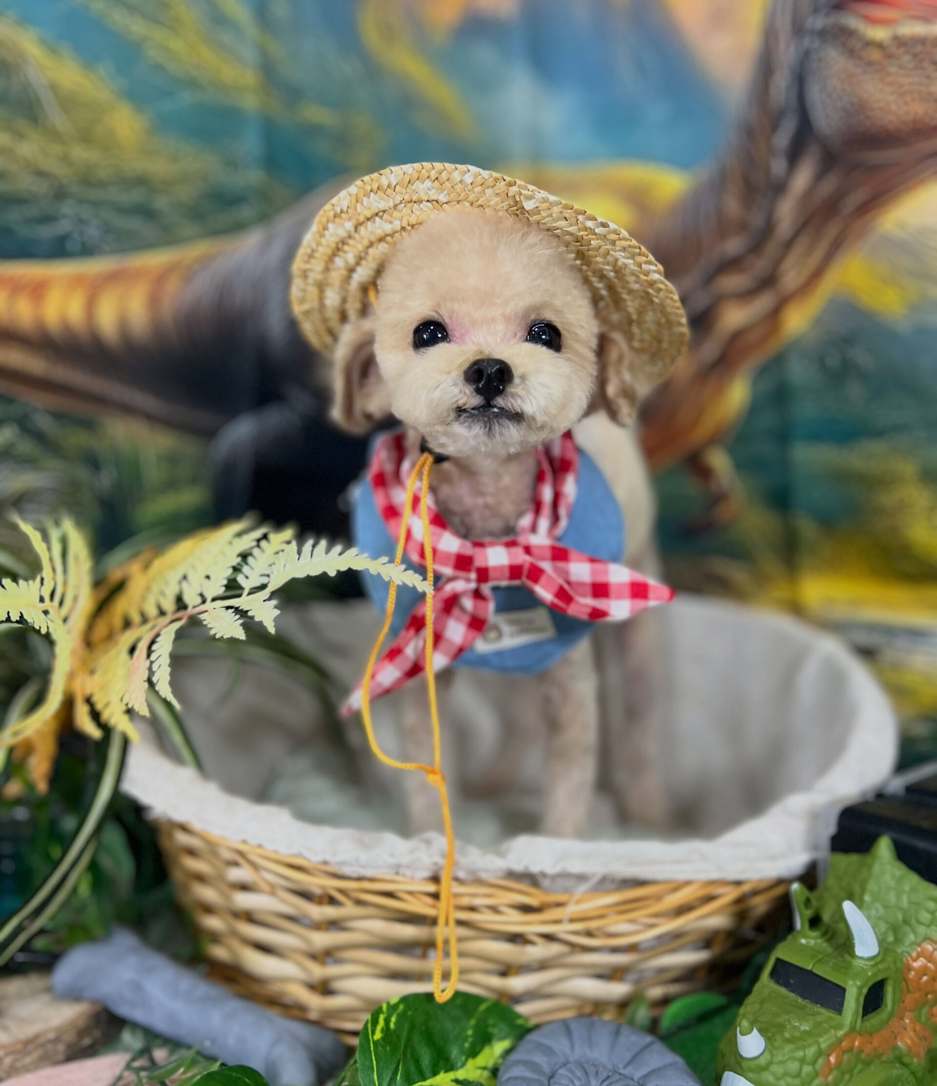 来店いただいた、トイプーのモナくんです🐶✨