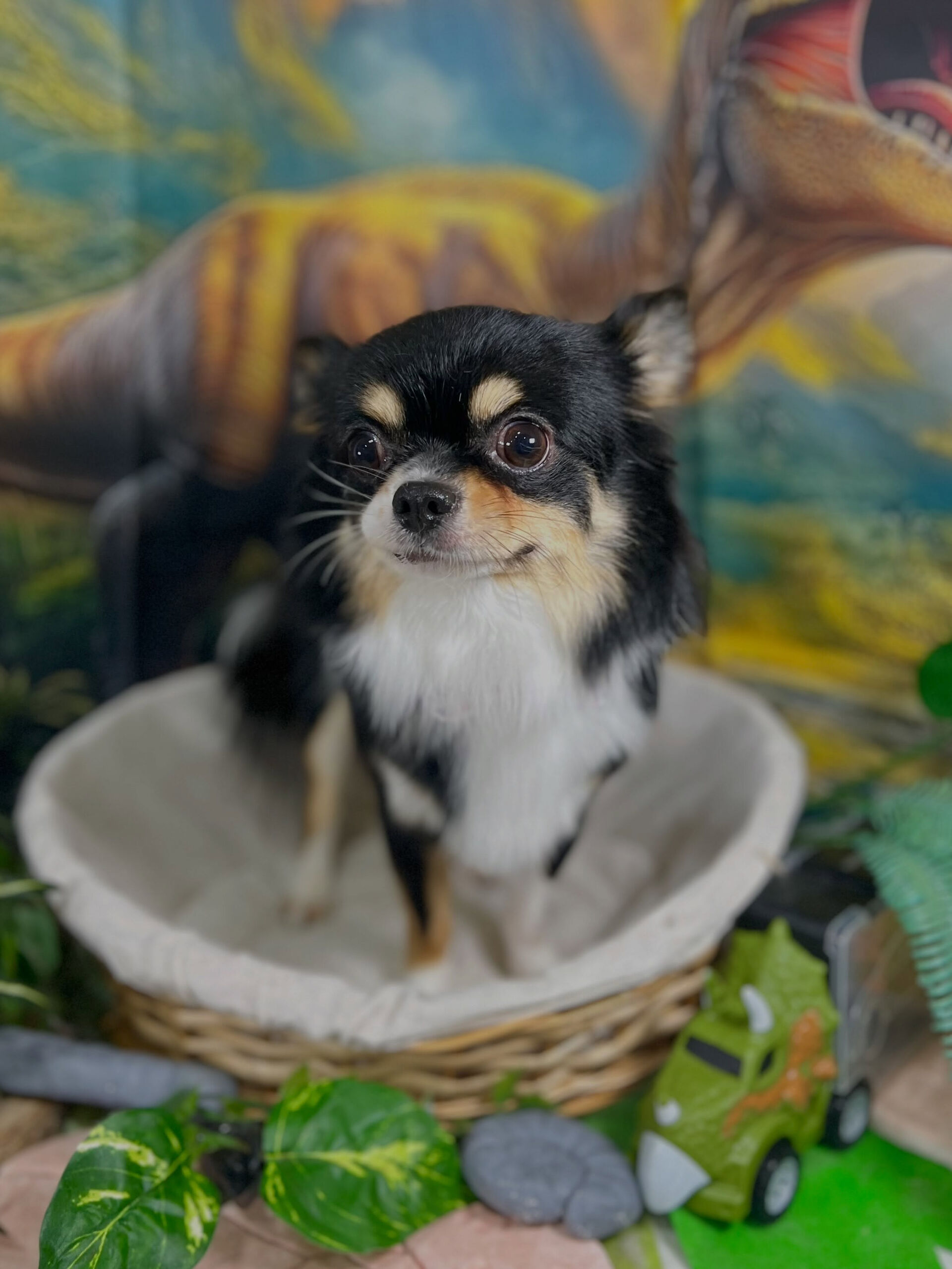 来店いただいた、チワワのcocoくんです🐶✨