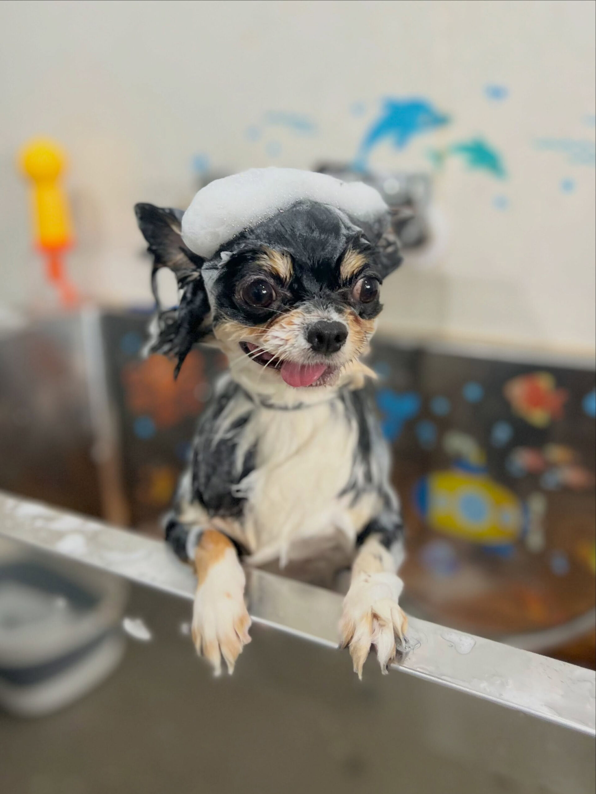 来店いただいた、チワワのcocoくんです🐶✨