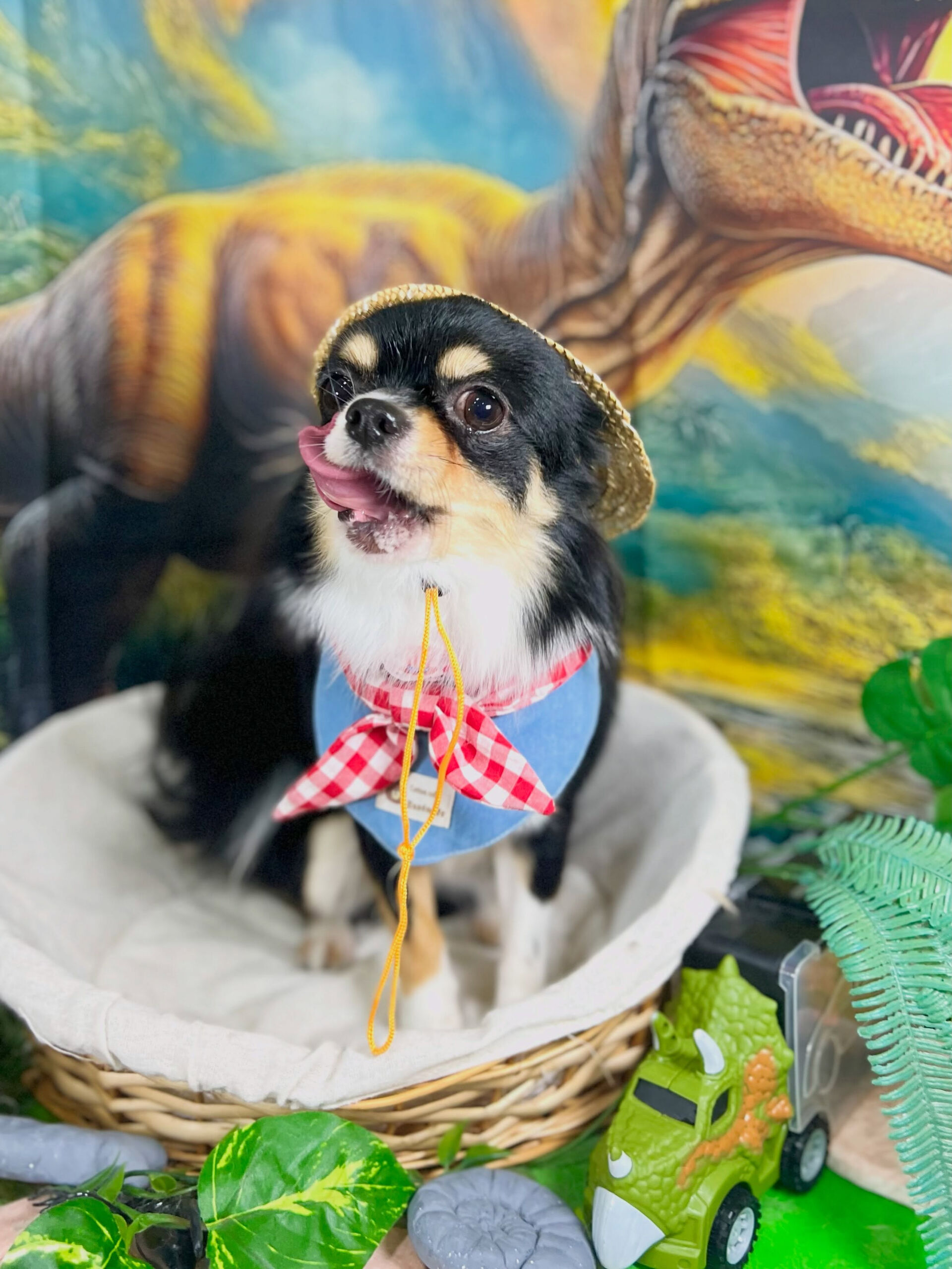 来店いただいた、チワワのcocoくんです🐶✨