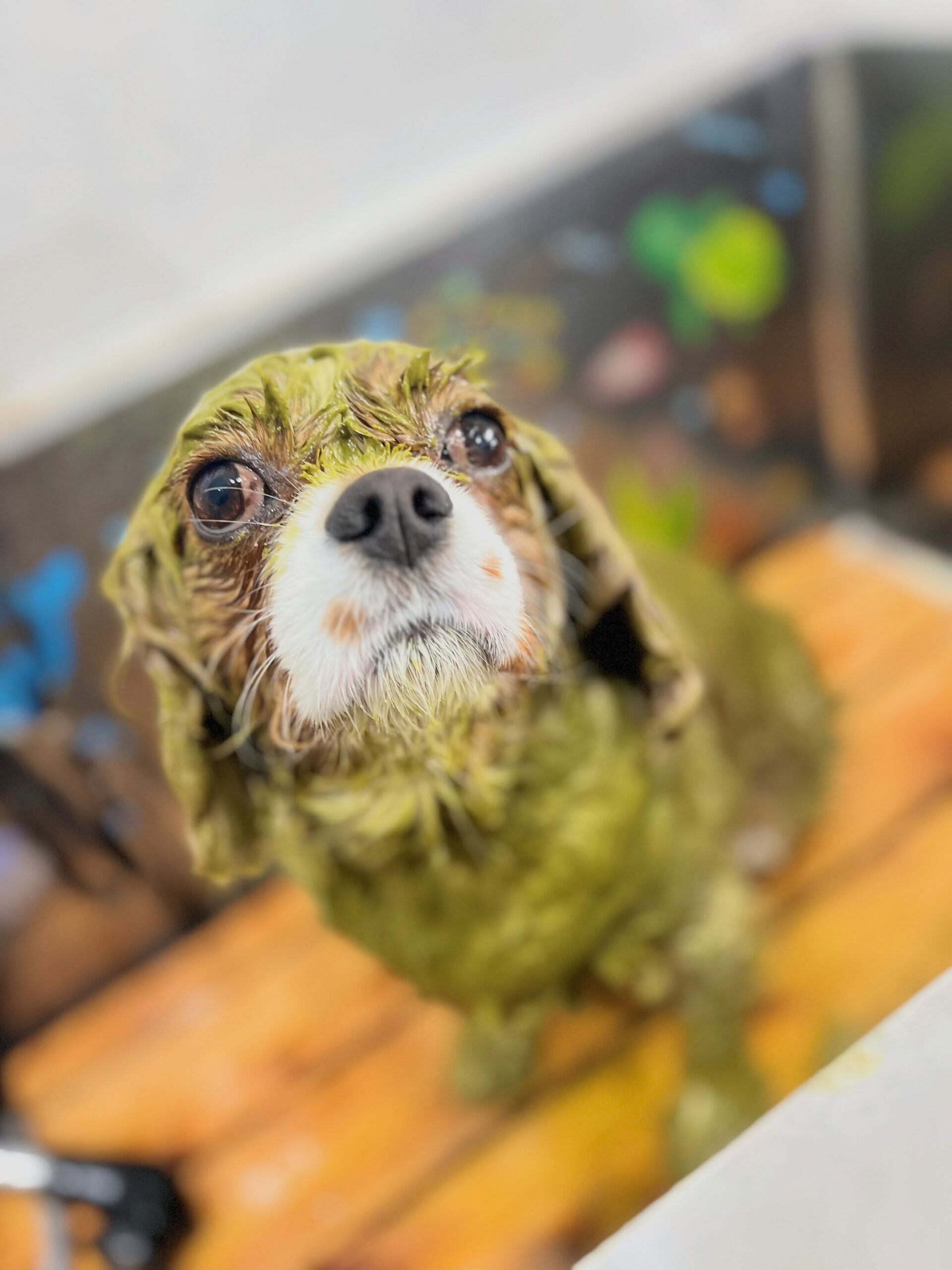 来店いただいた、キャバリアのおもちちゃんです🐶✨