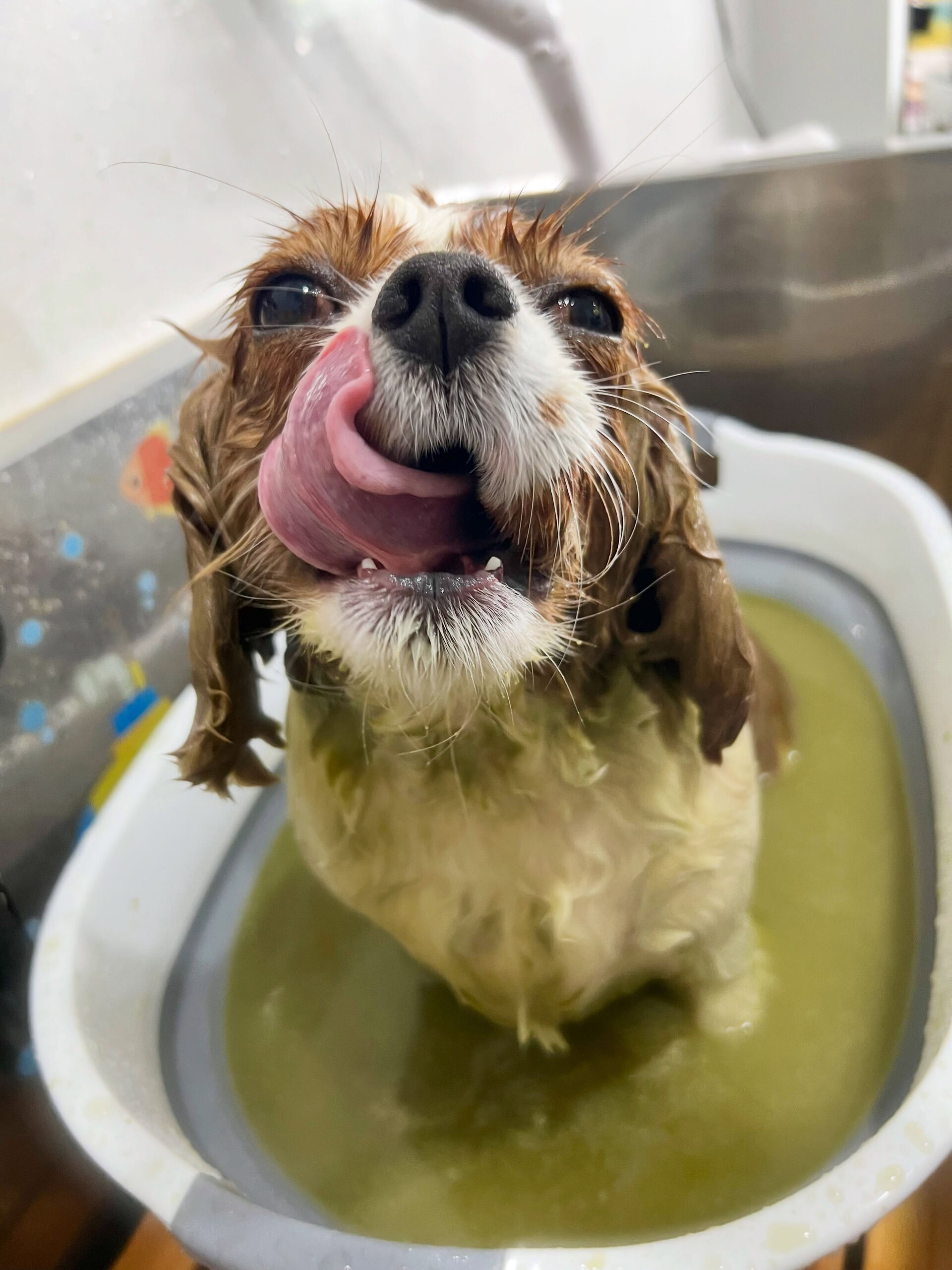 来店いただいた、キャバリアのおもちちゃんです🐶✨