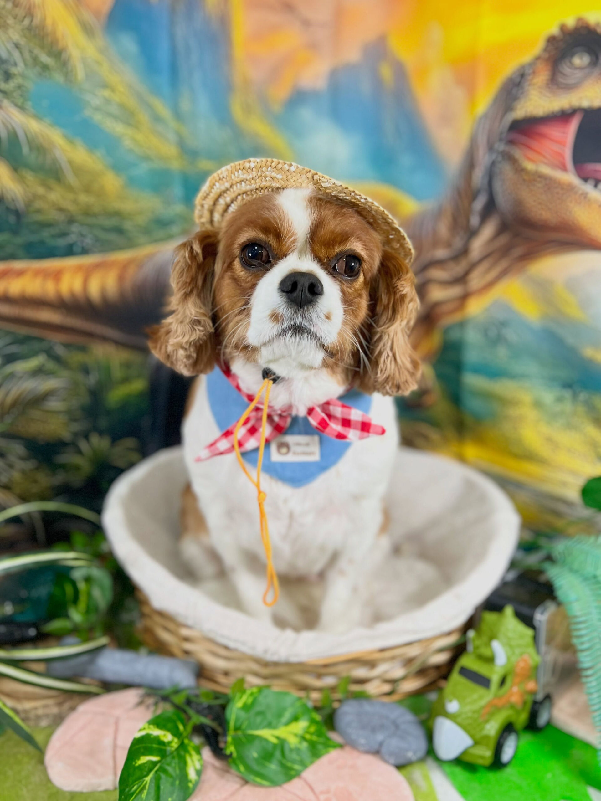 来店いただいた、キャバリアのおもちちゃんです🐶✨