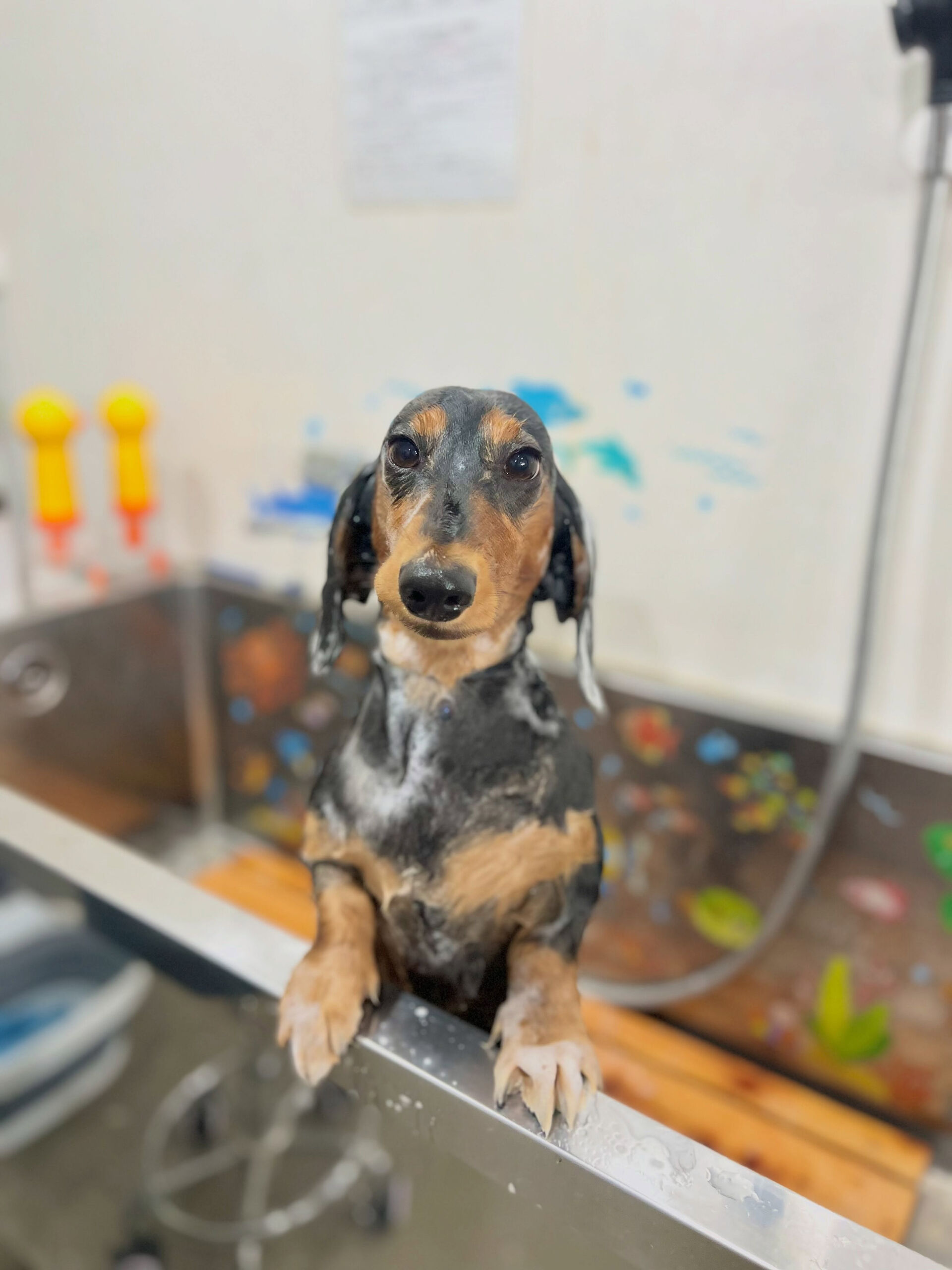 来店いただいた、ダックスの雫くんです🐶✨