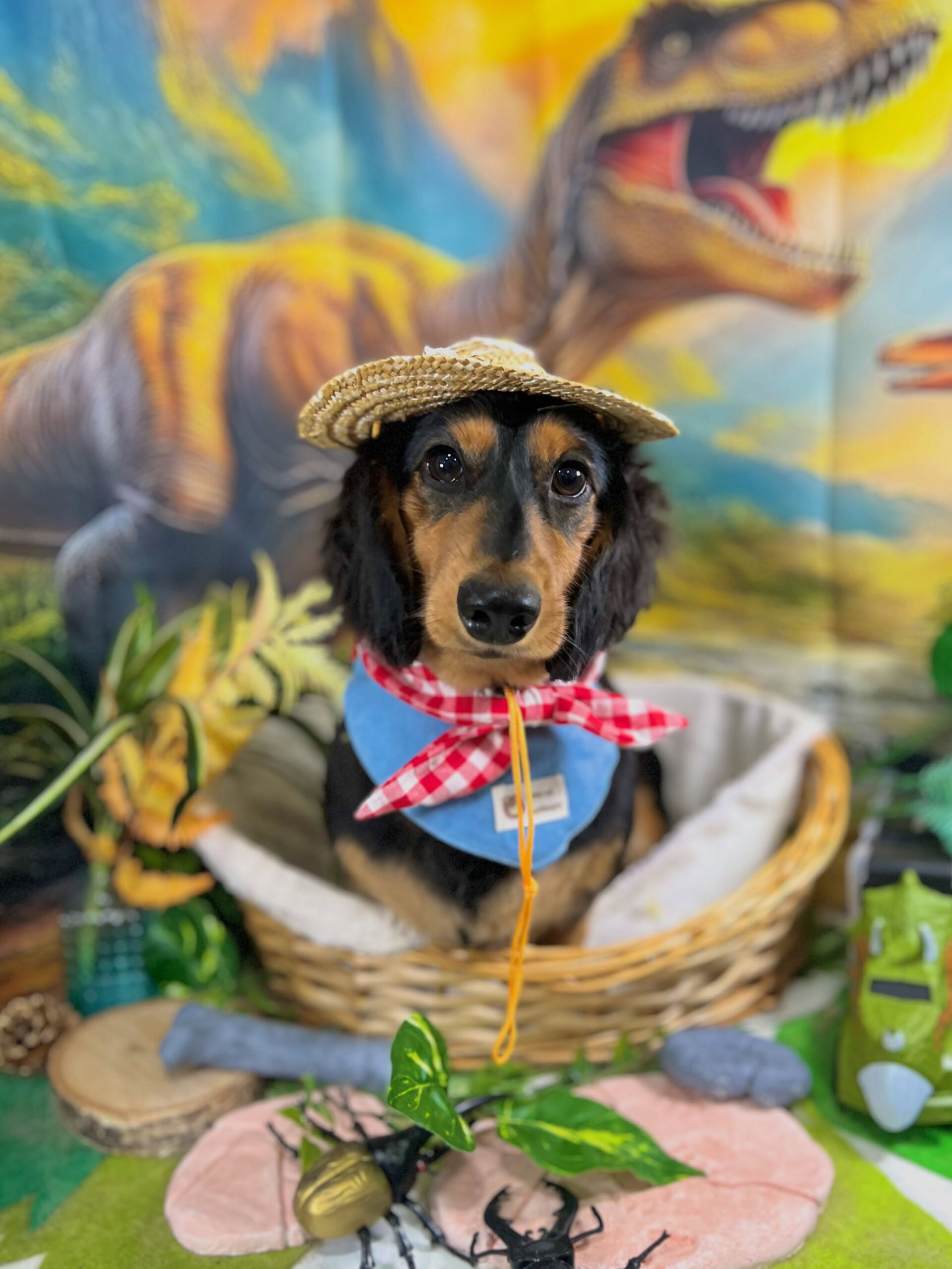 来店いただいた、ダックスの雫くんです🐶✨
