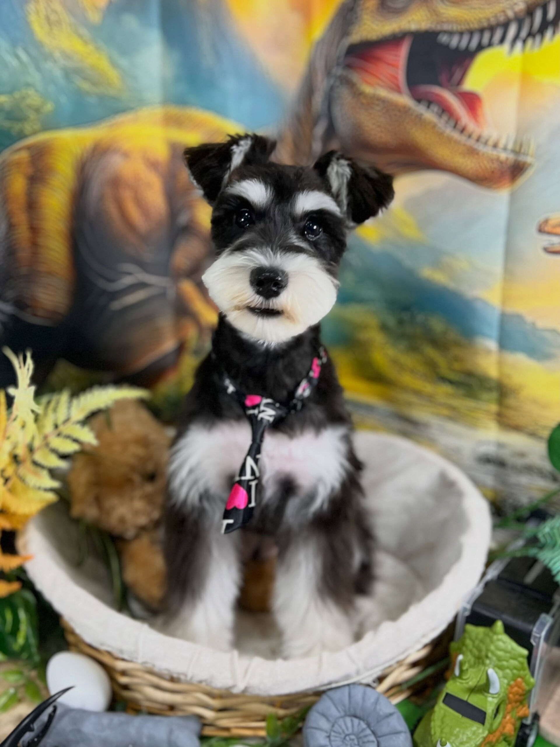 来店いただいた、シュナウザーのルナちゃんです🐶✨