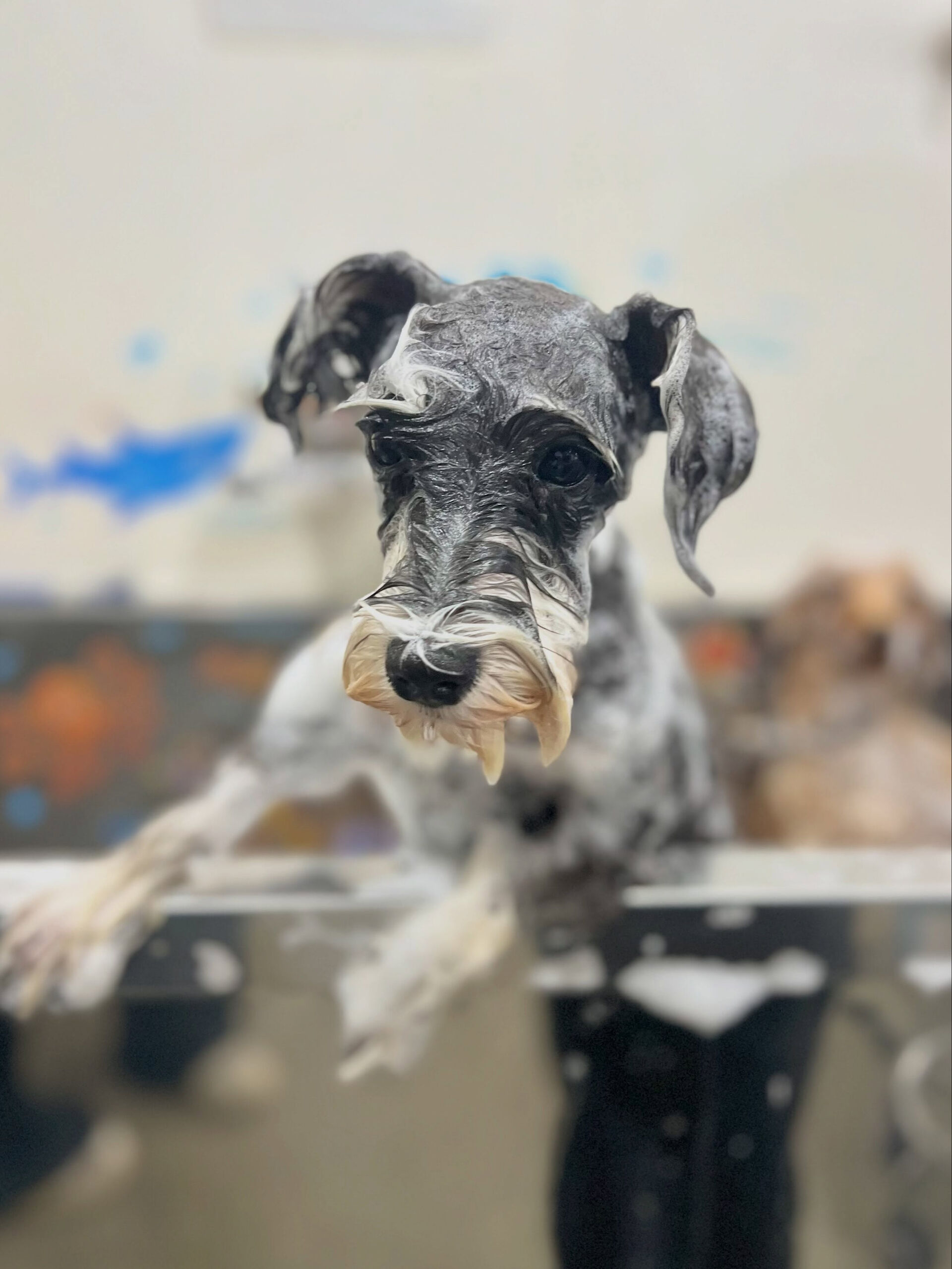 来店いただいた、シュナウザーのルナちゃんです🐶✨