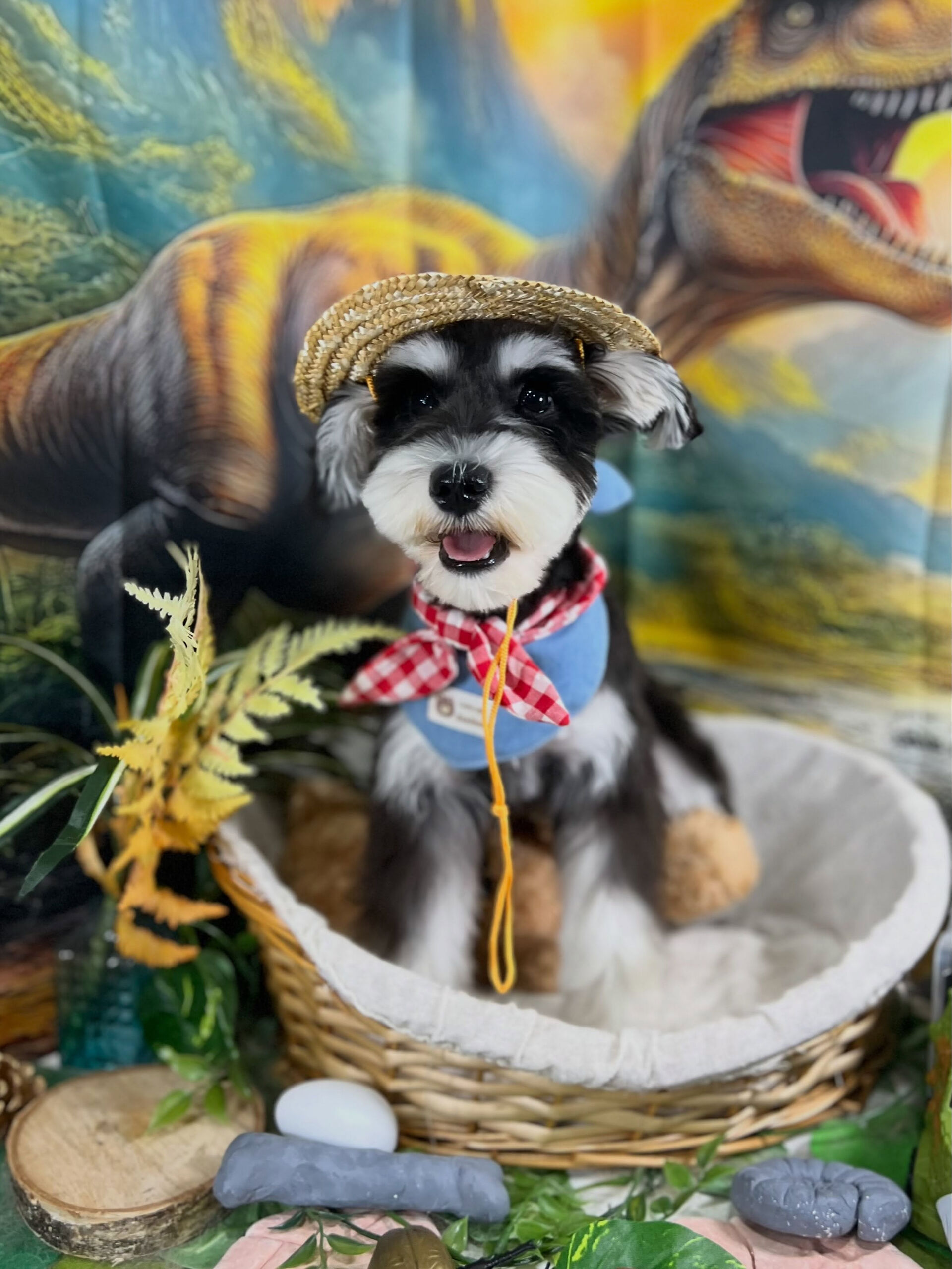 来店いただいた、シュナウザーのルナちゃんです🐶✨