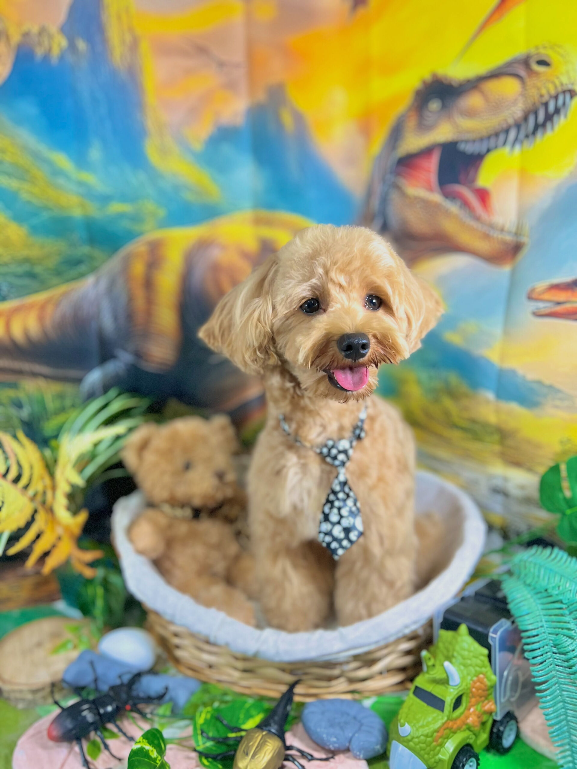 来店いただいた、マルプーの茶々丸くんです🐶✨